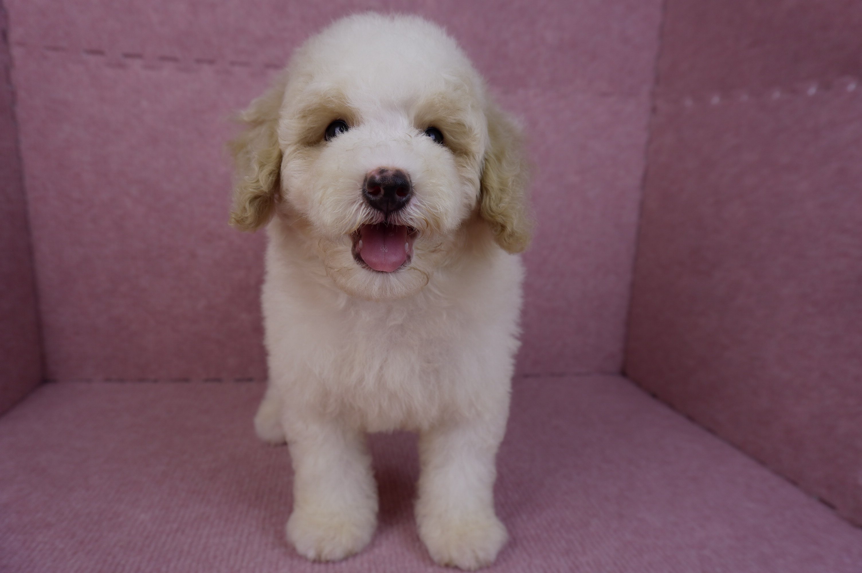 07/10迷你型花貴賓公幼犬(奶油花)(屏東東港)