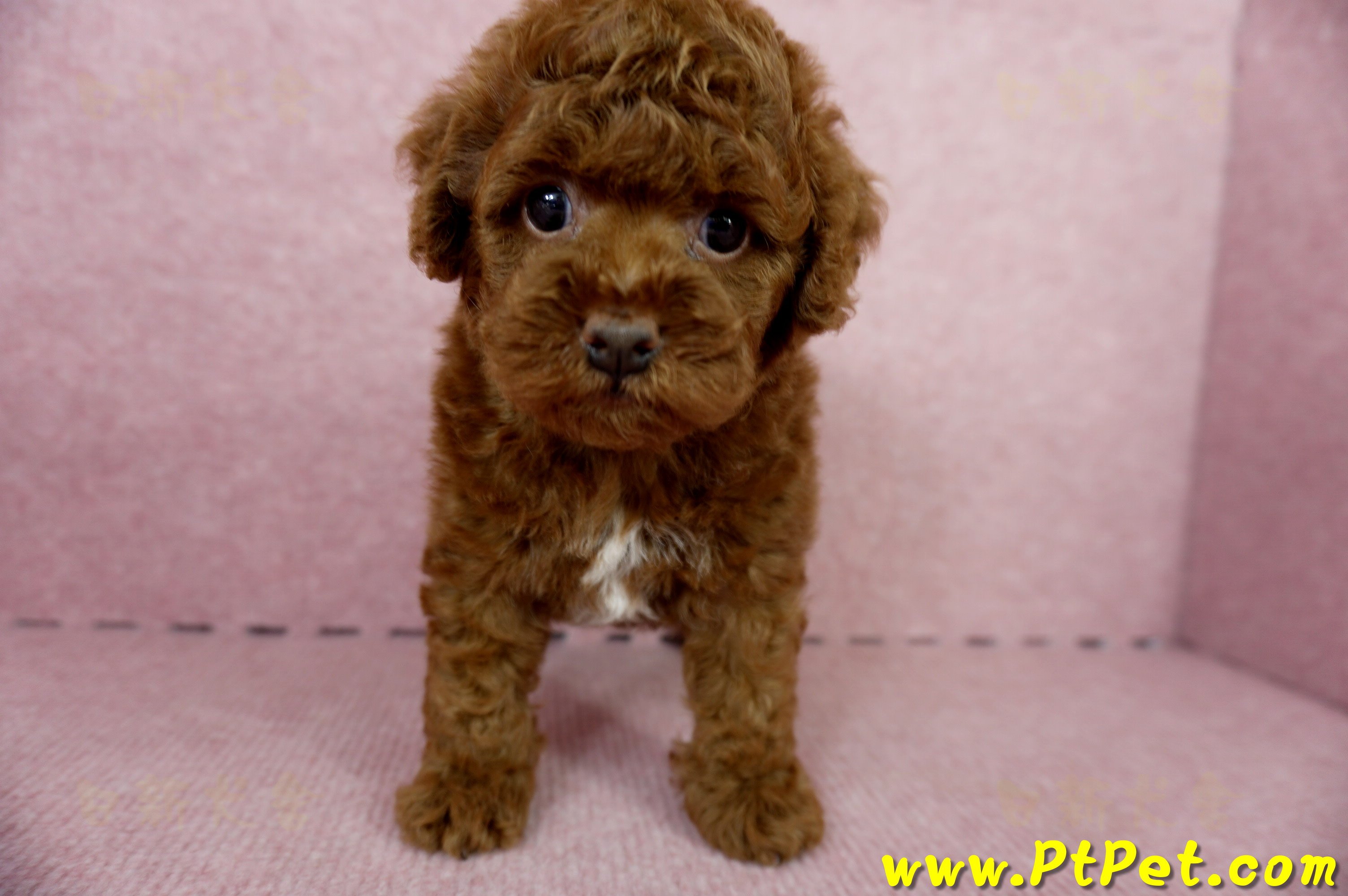 04/15玩具型紅貴賓公幼犬3號(屏東崁頂)