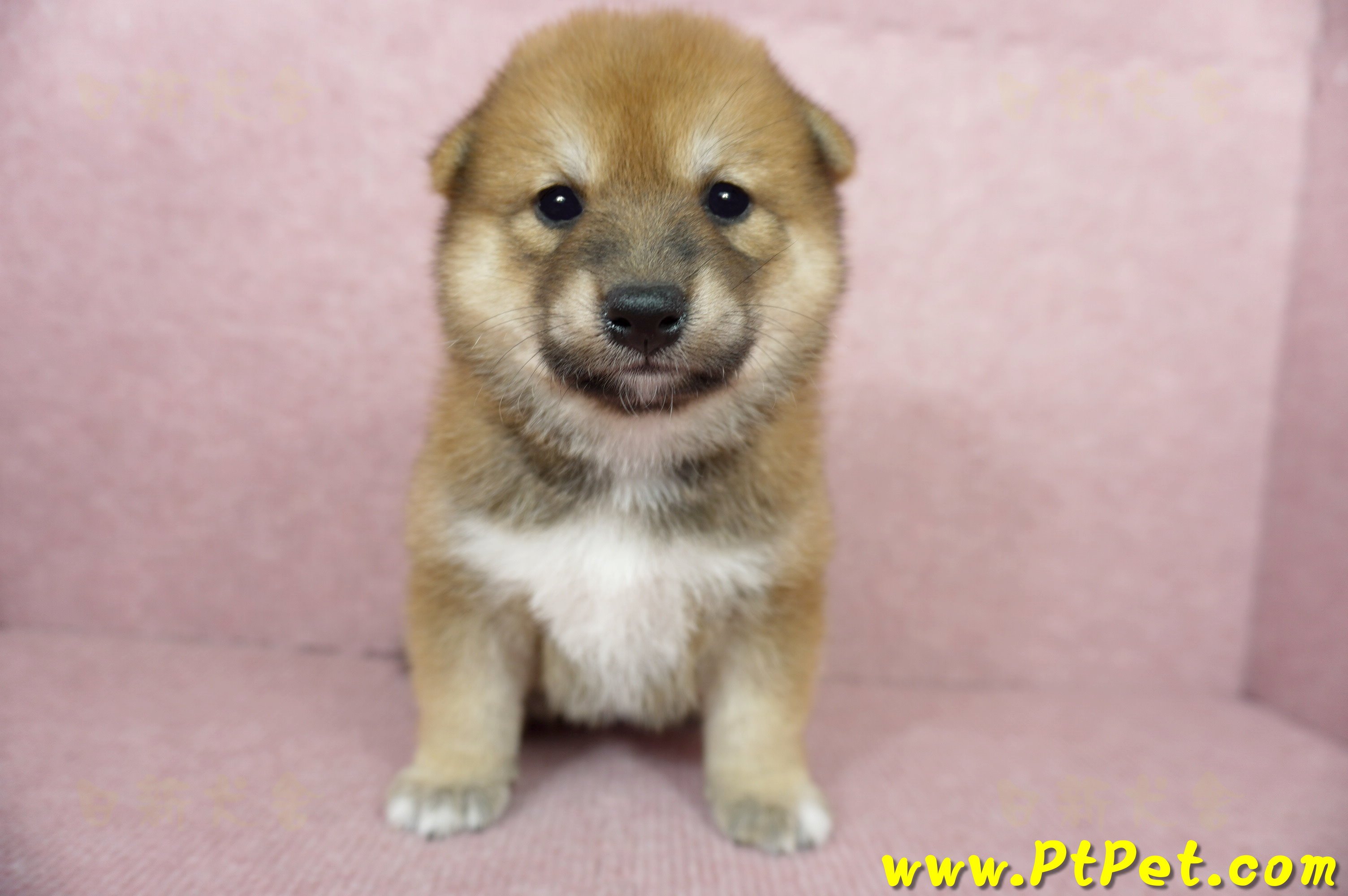 06/04赤色長毛柴犬母幼犬(桃園八德)