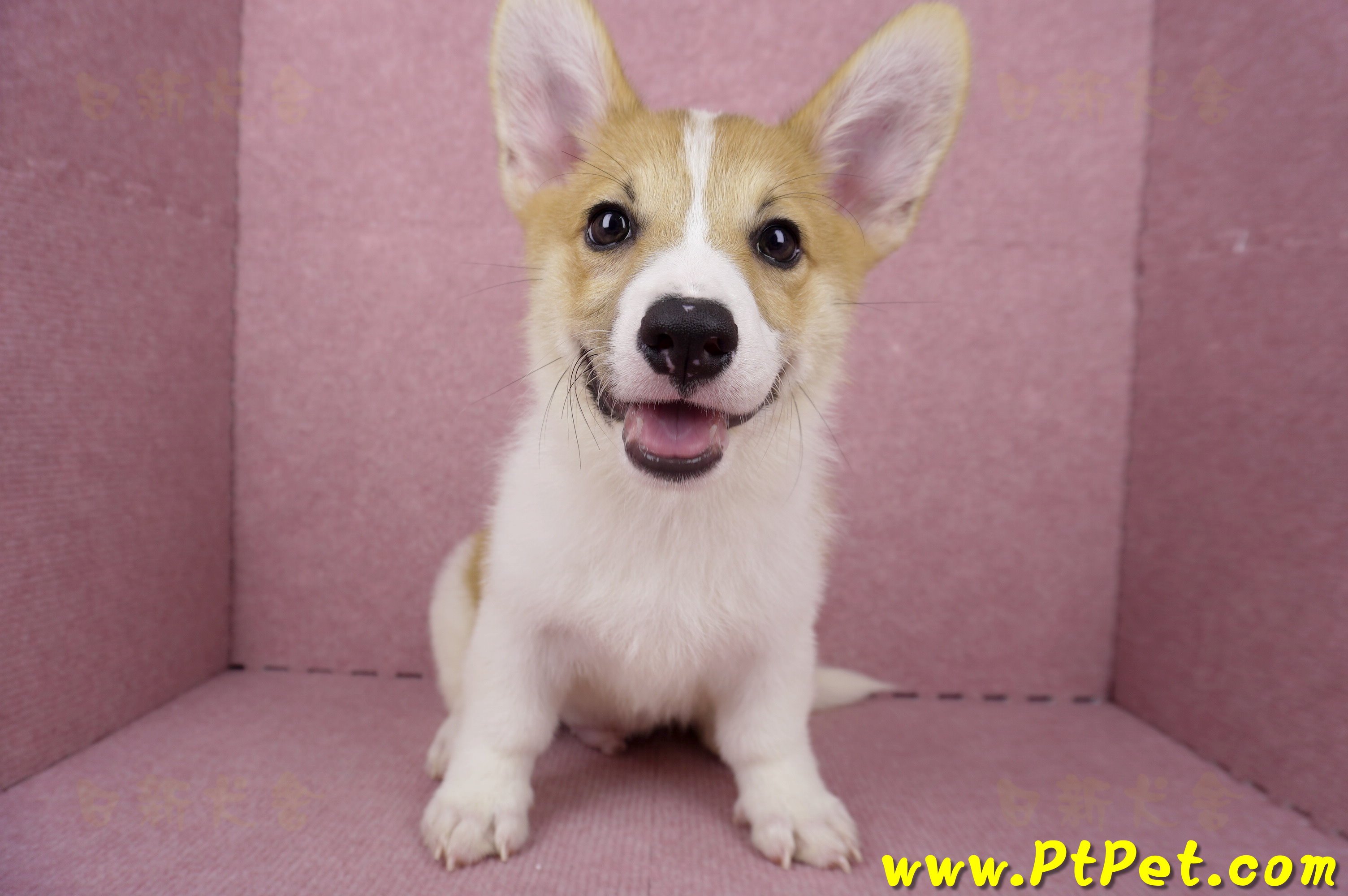 04/28雙色柯基犬公幼犬2號(高雄楠梓)