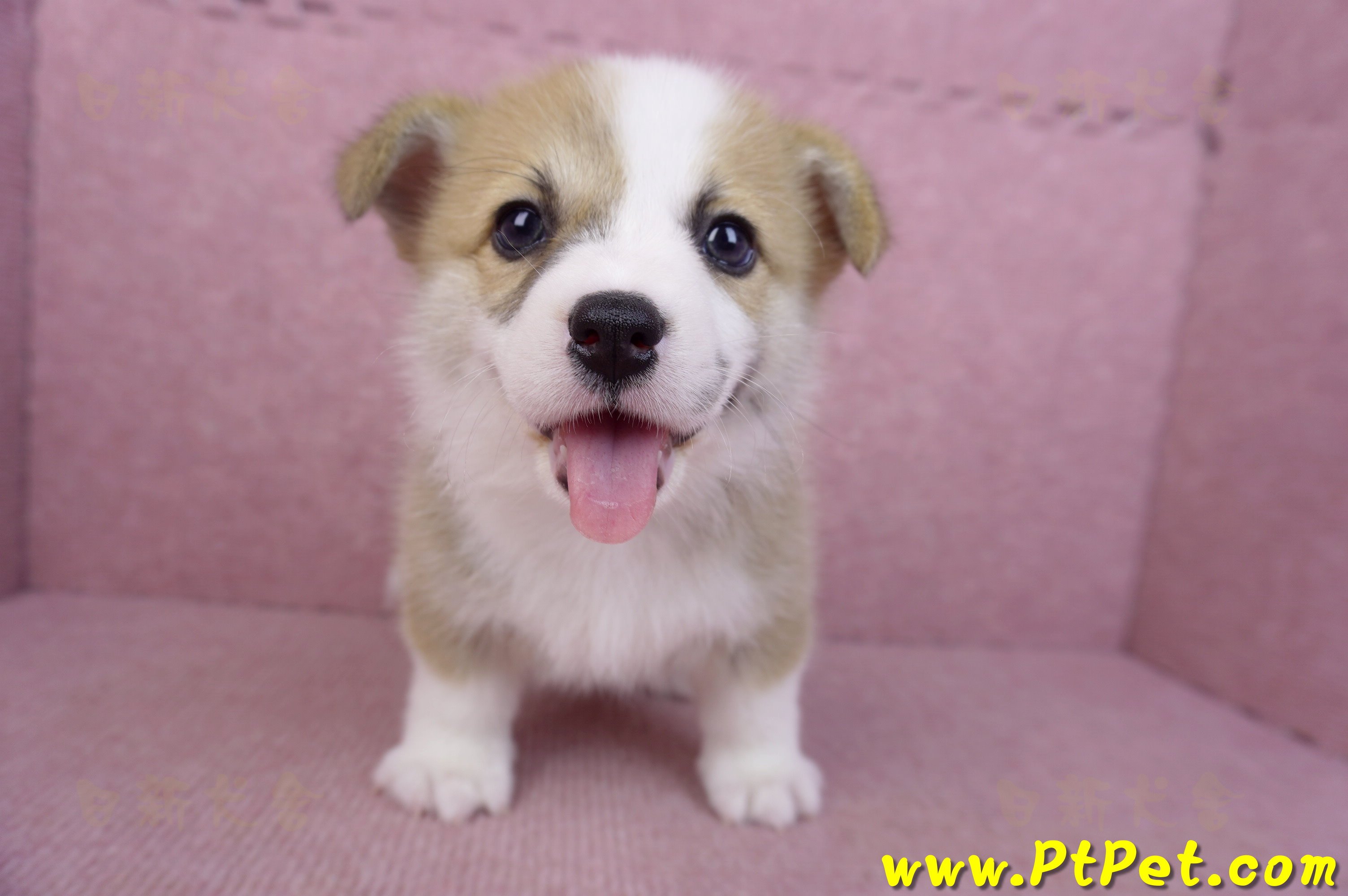 06/21雙色柯基犬公幼犬(台北)