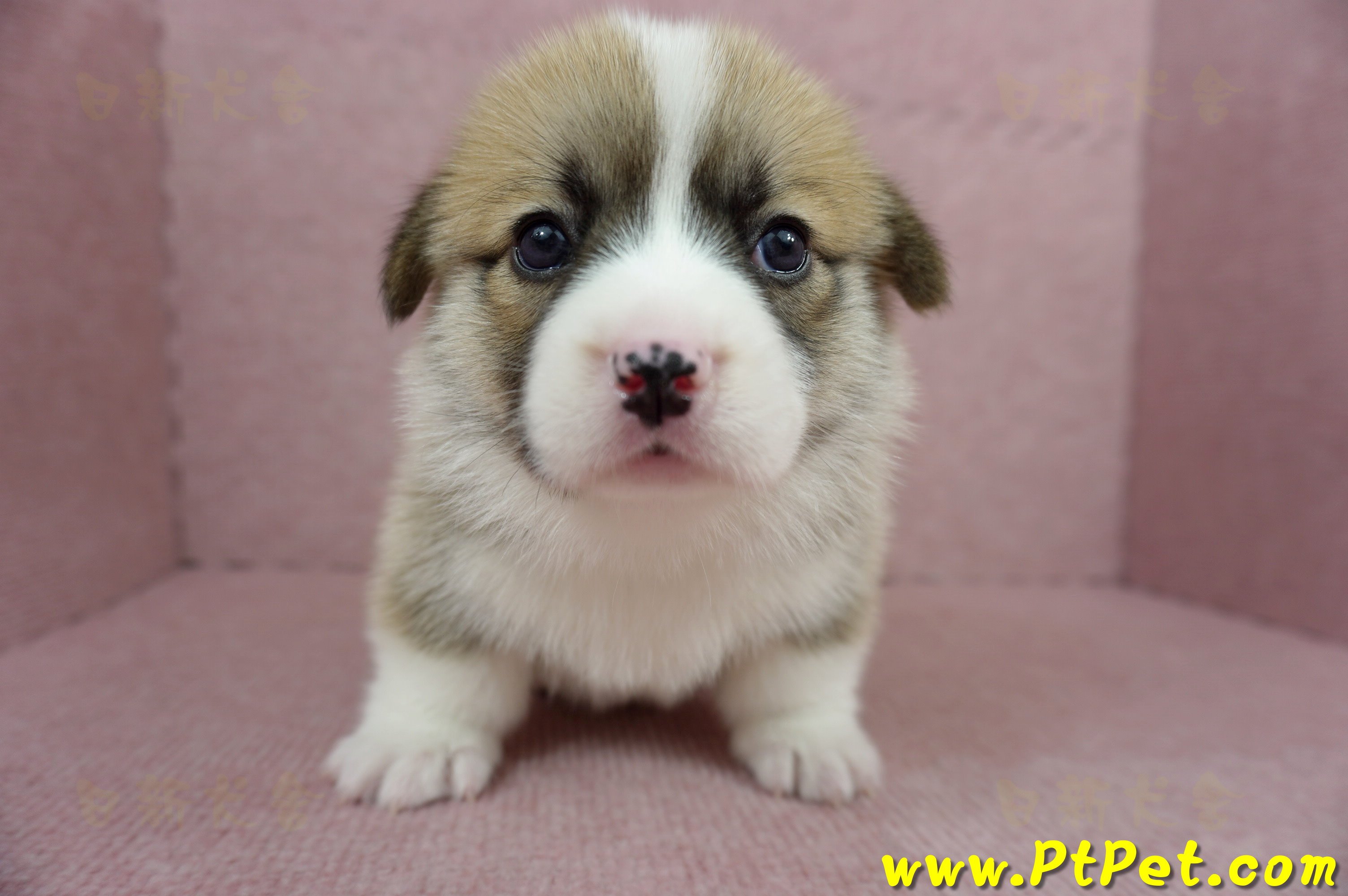 04/01雙色柯基犬母幼犬2號(高雄美濃)