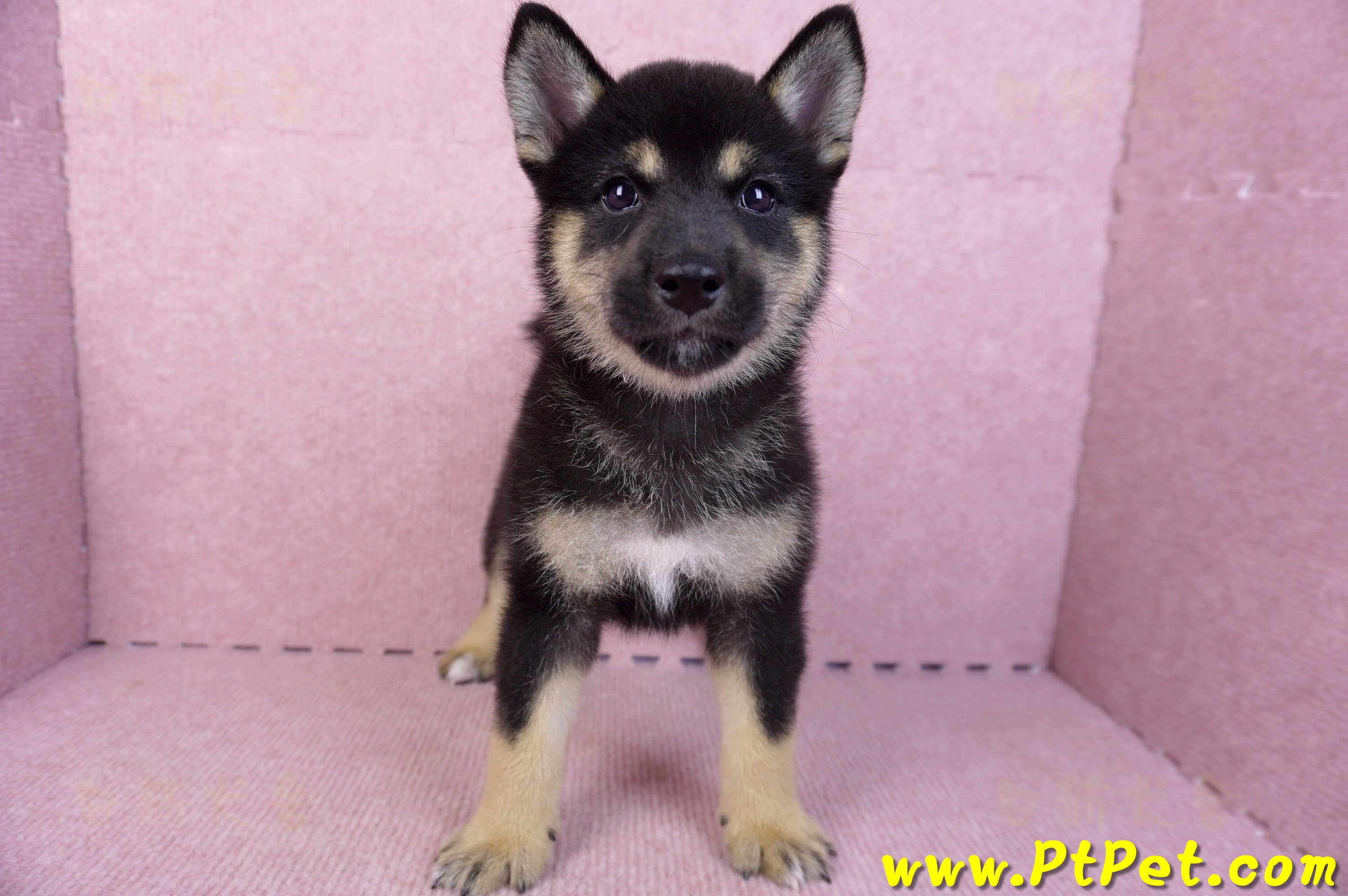 07/05黑色柴犬母幼犬2號(台北中山)