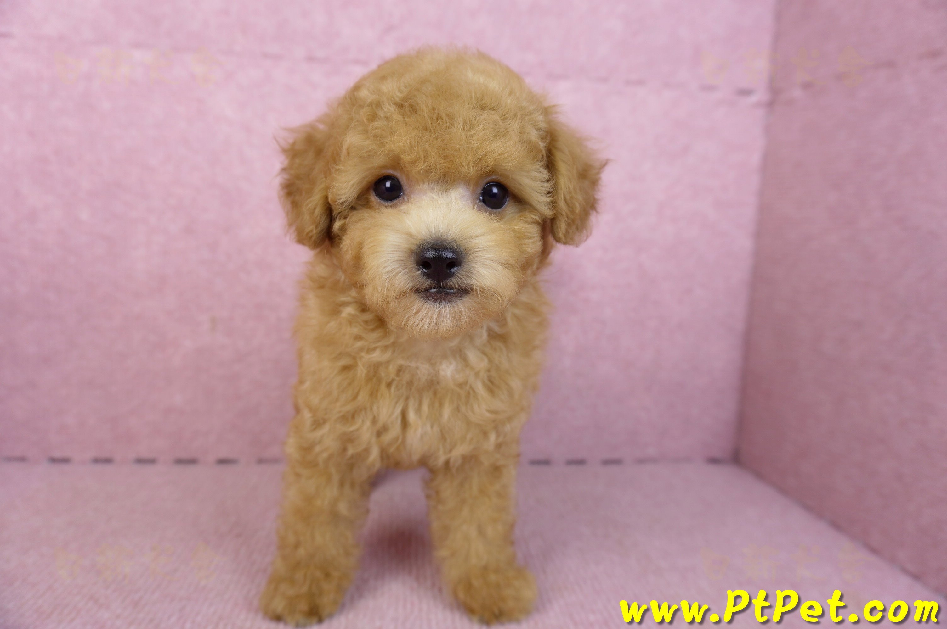 02/11奶油貴賓公幼犬