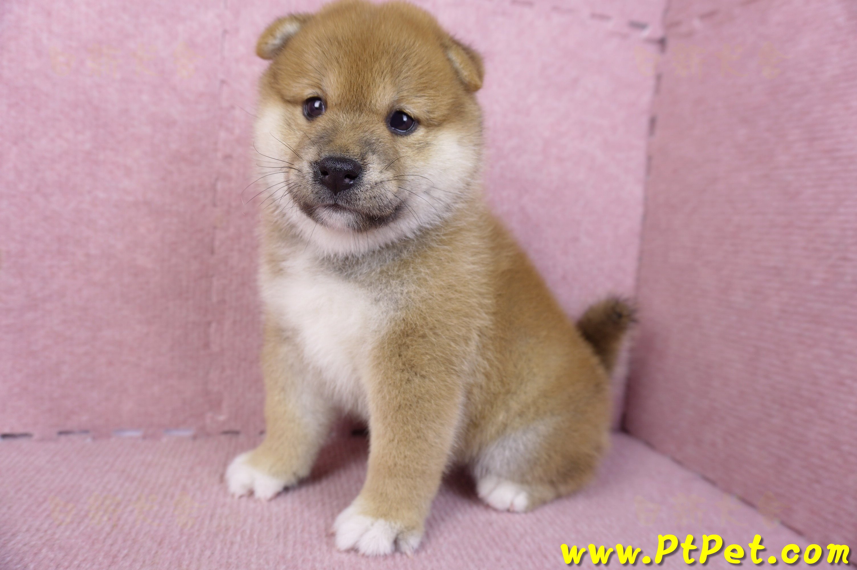 02/06赤色柴犬母幼犬1號