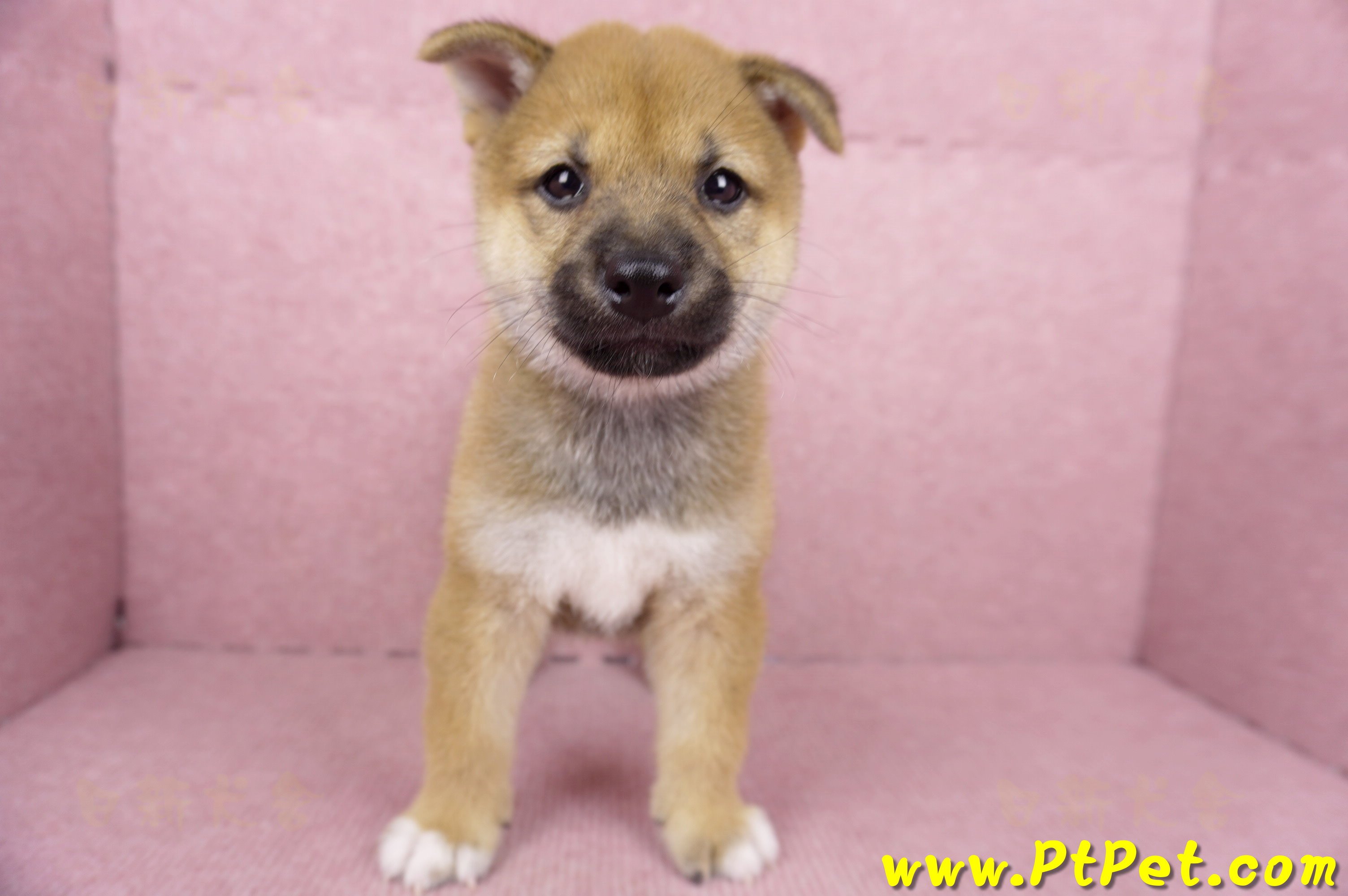 06/09赤色柴犬公幼犬3號(高雄橋頭)