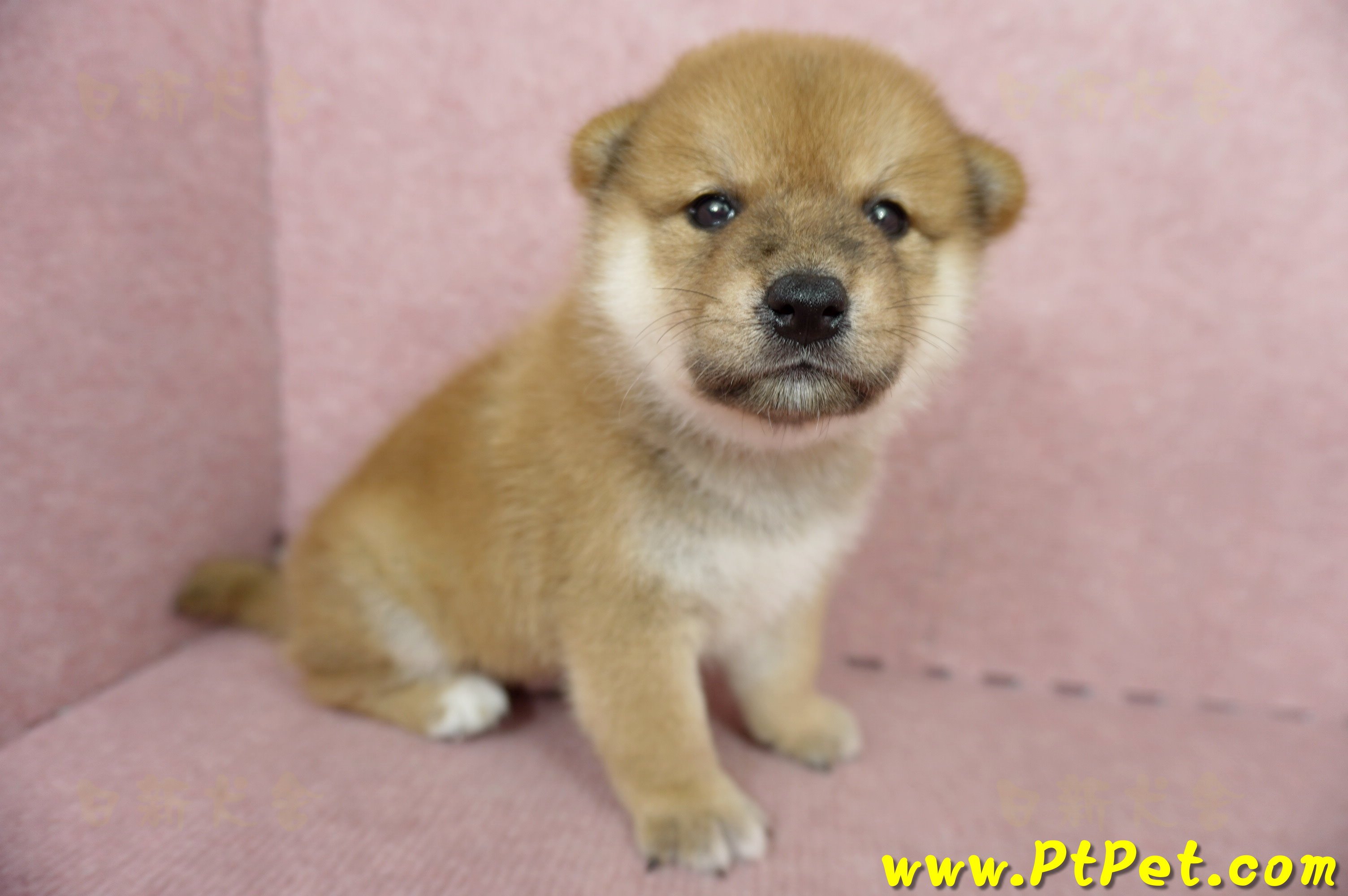 05/11赤色柴犬公幼犬2號(新北三重)