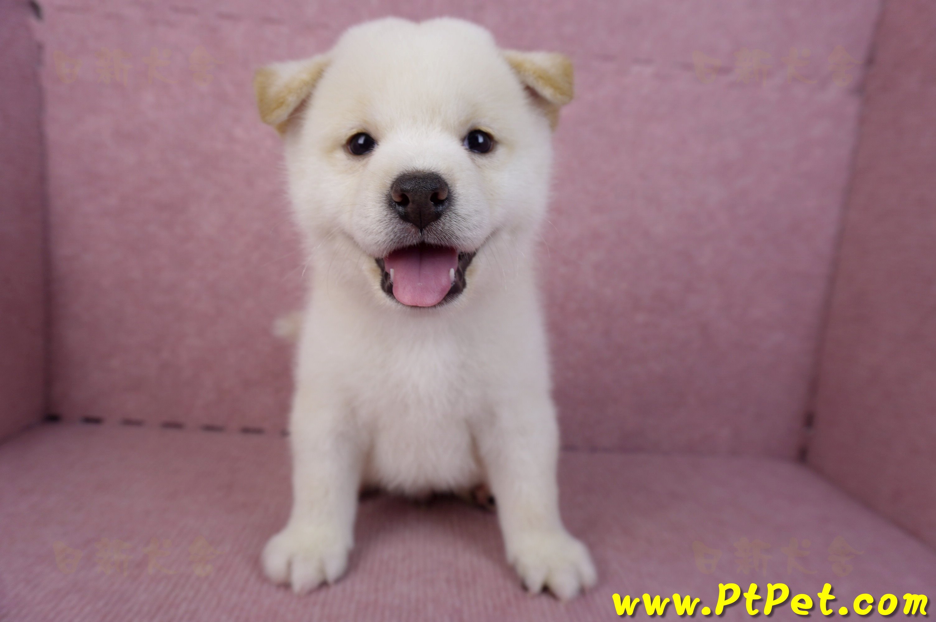 07/22白色柴犬公幼犬