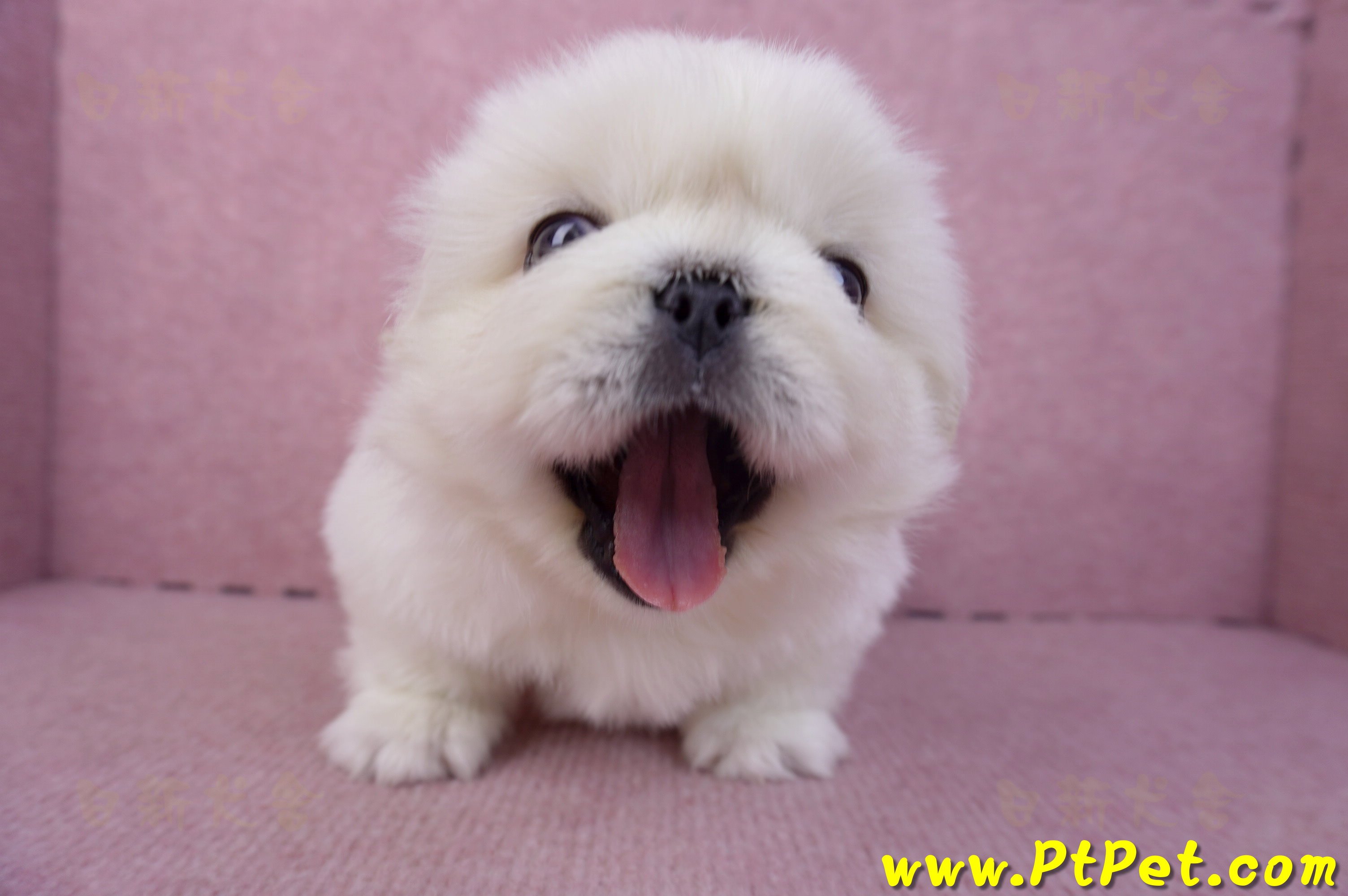 12/17北京狗公幼犬1號(新北三重)