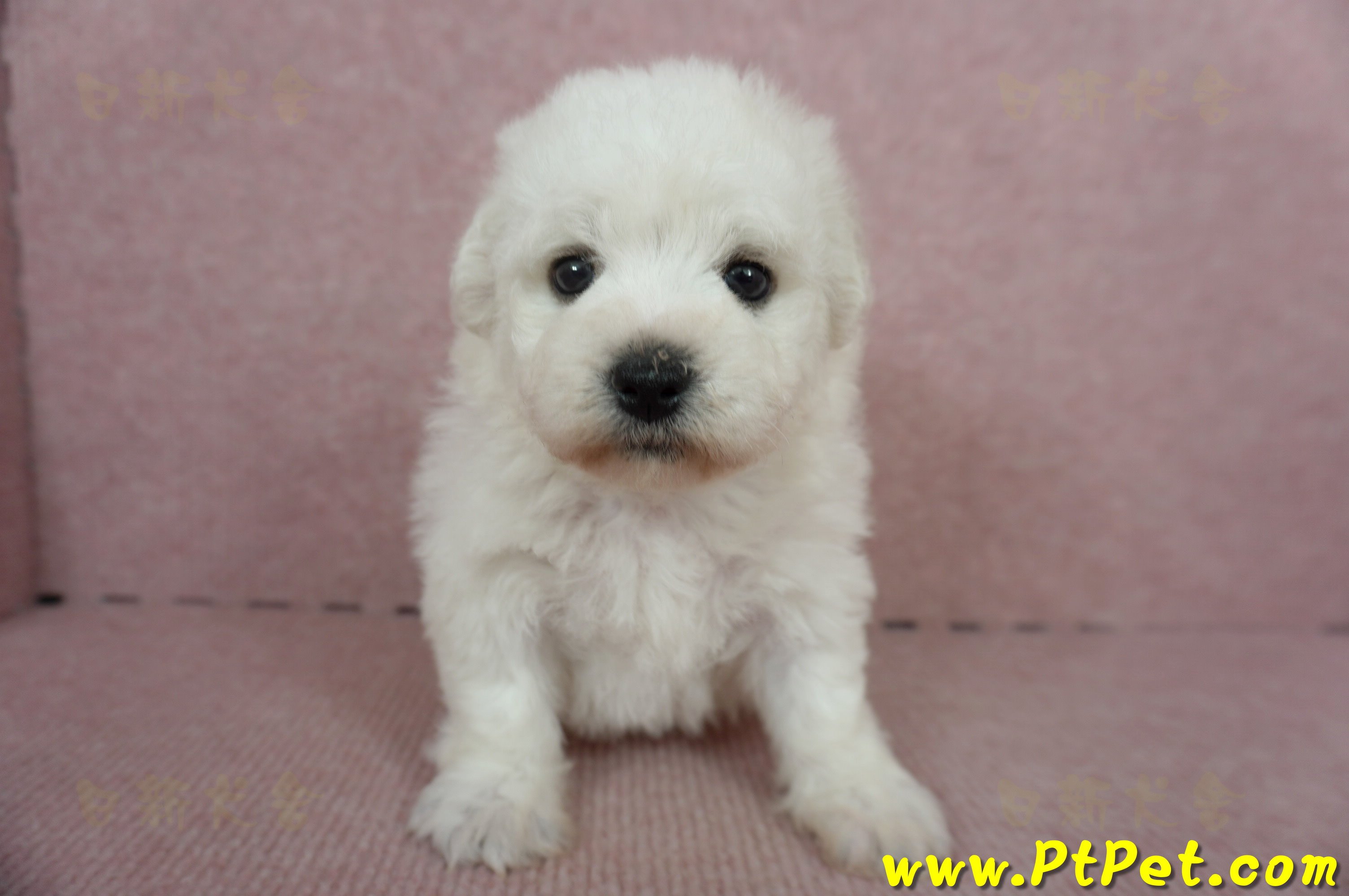 11/04比熊犬母幼犬2號(新竹竹東)