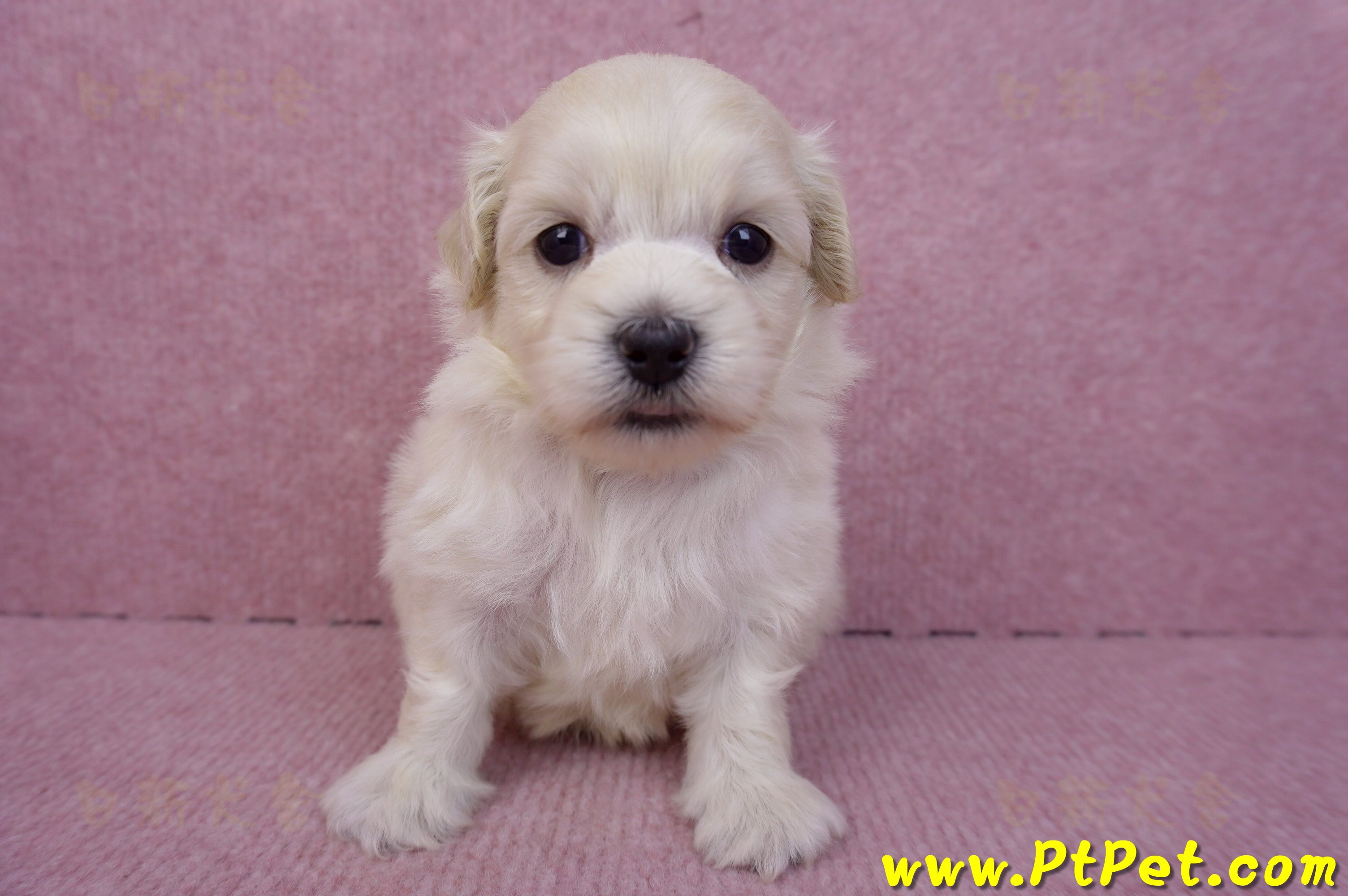 08/02奶油色馬爾泰迪公幼犬3號(嘉義朴子)