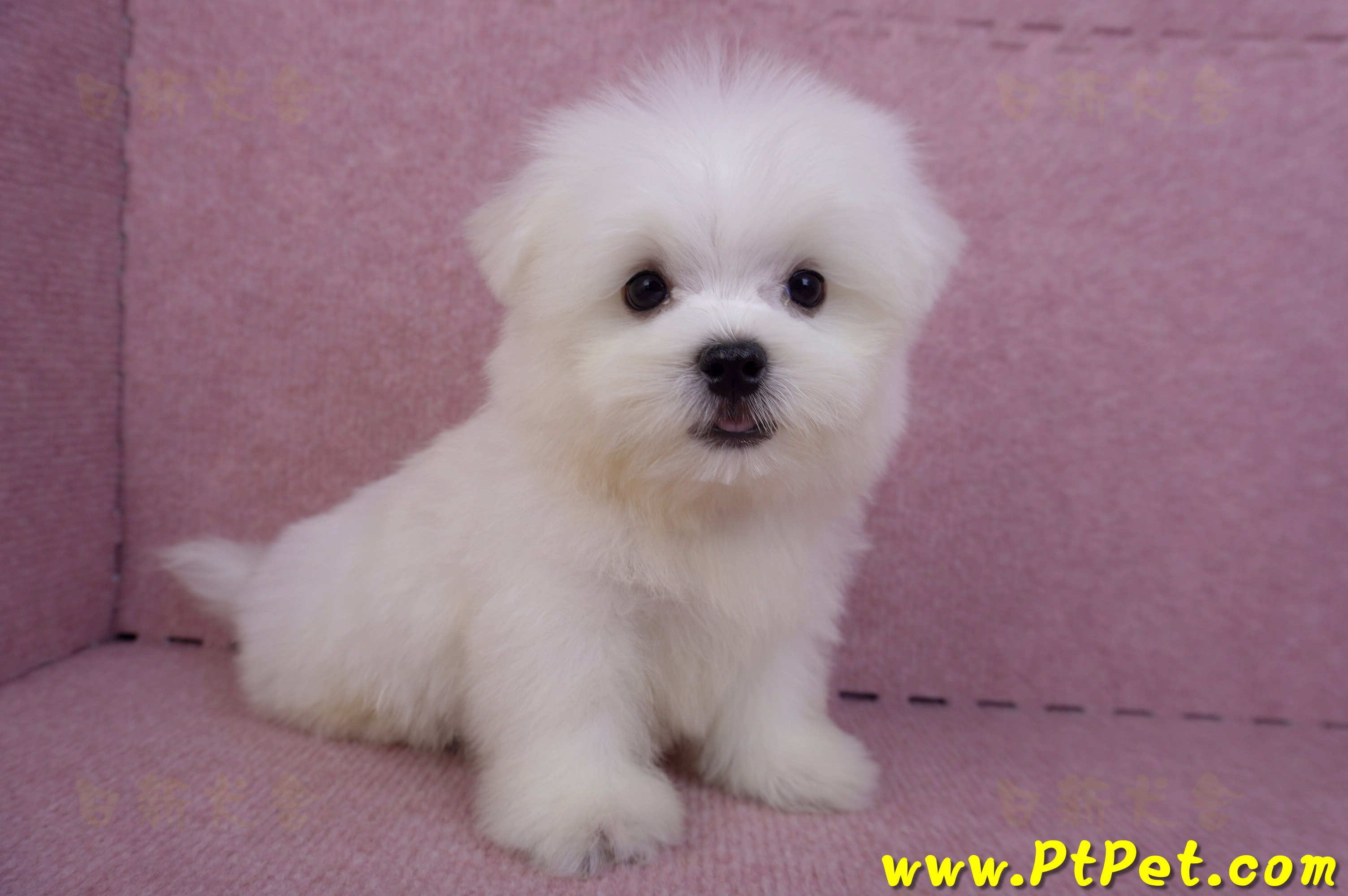 07/26迷你型馬爾濟斯公幼犬1號(台北大同)