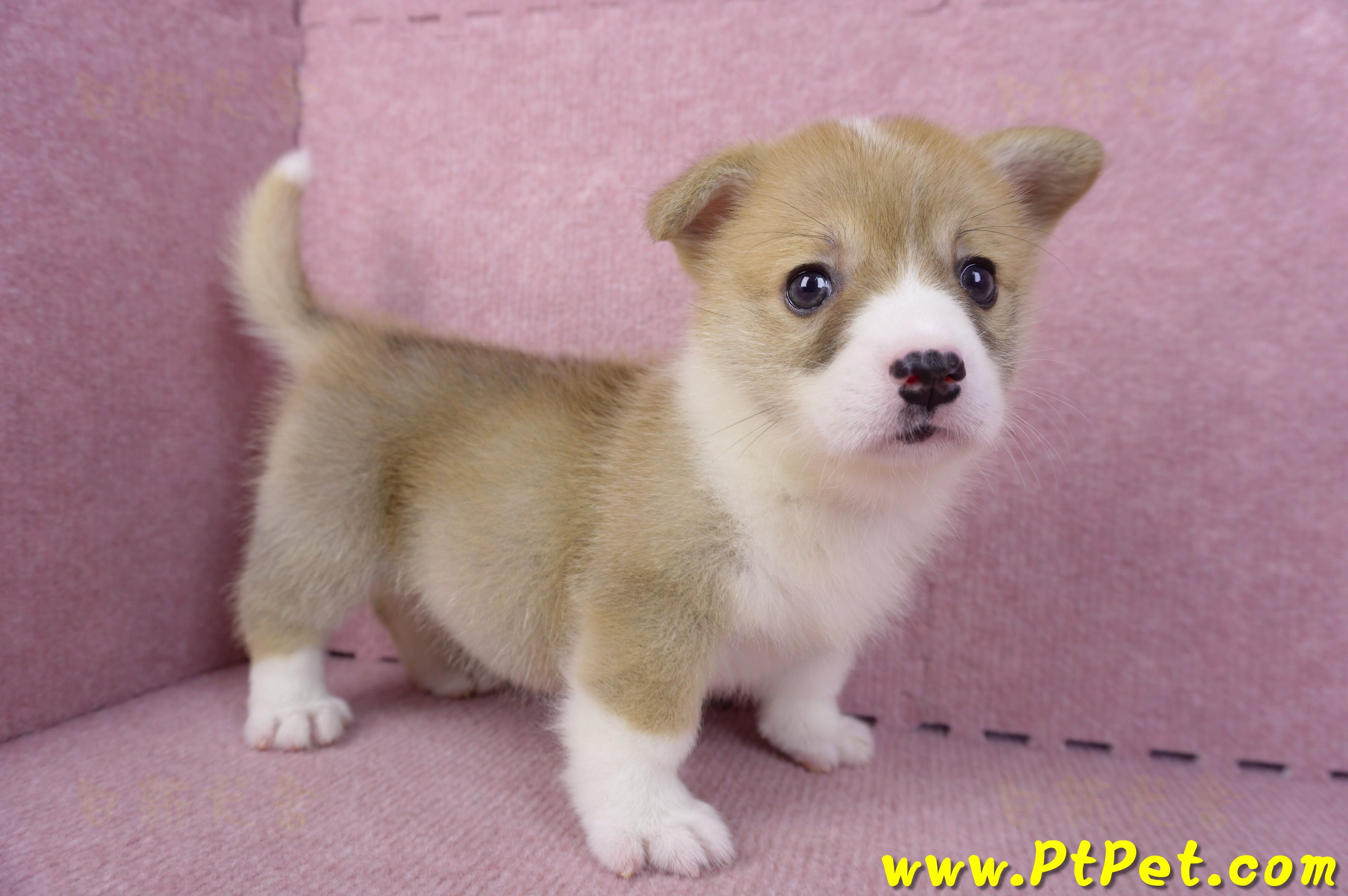 10/13雙色柯基犬母幼犬4號(新北板橋)