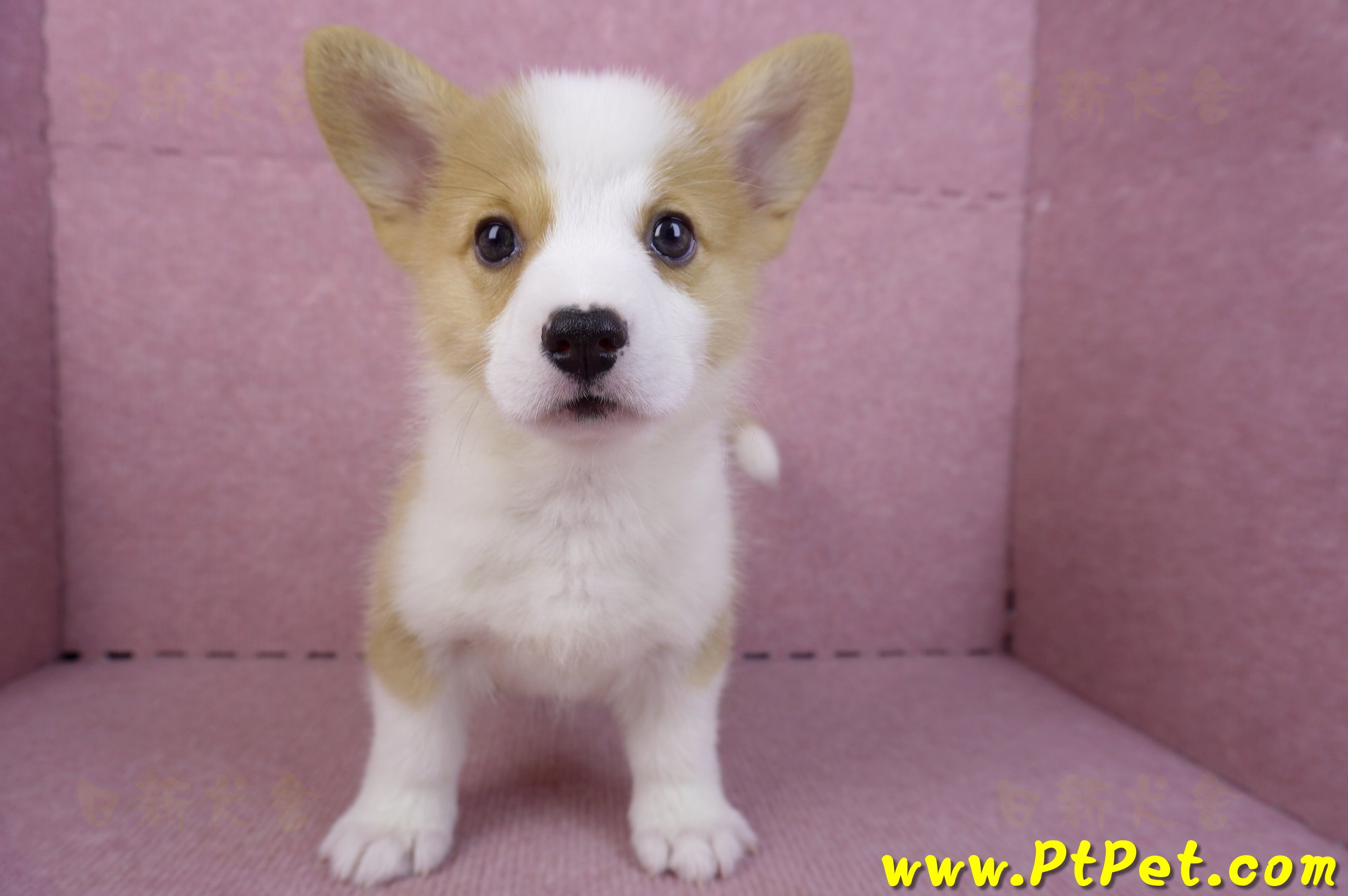 10/13雙色柯基犬公幼犬(台東市)