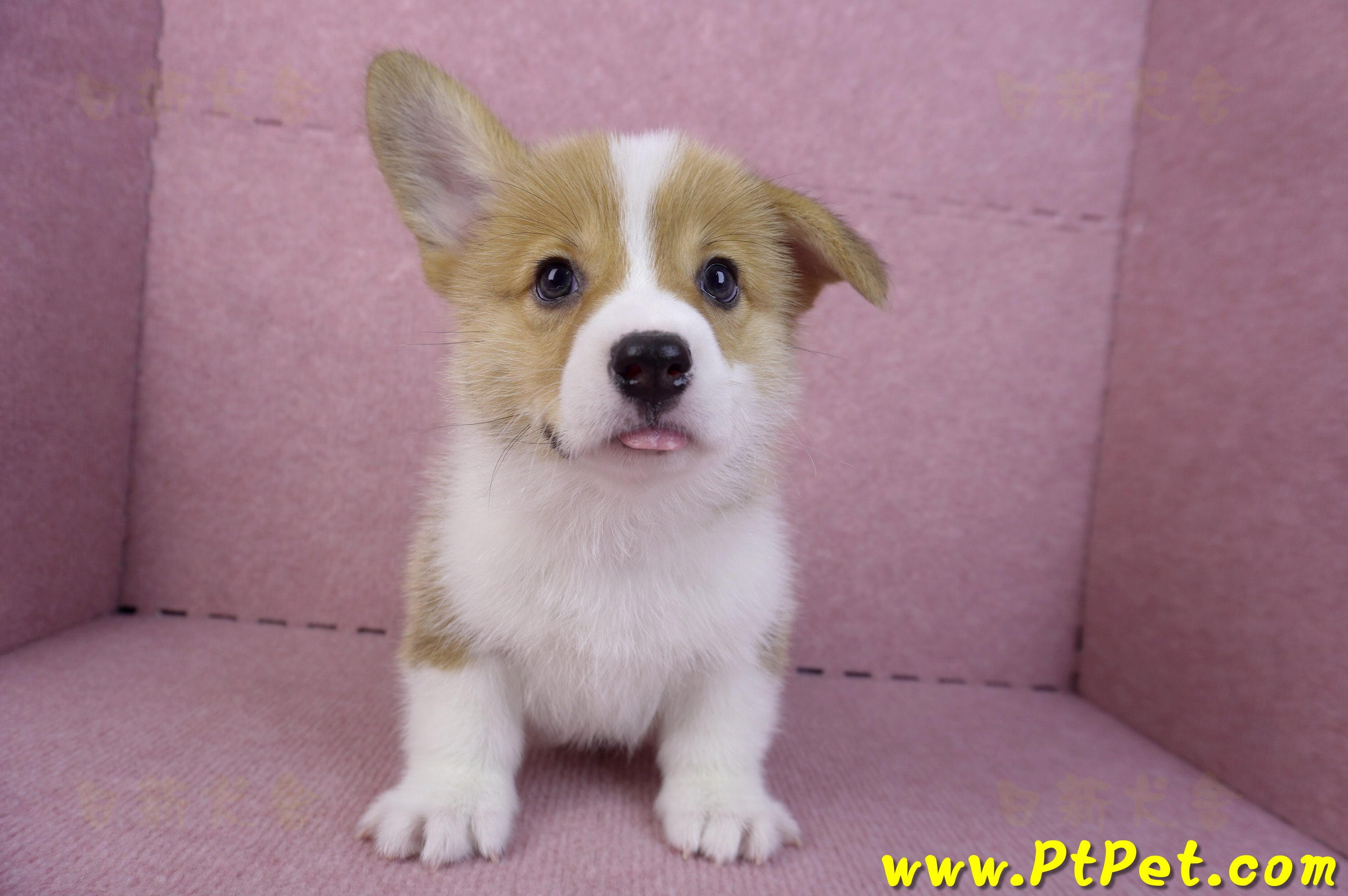 10/10雙色柯基犬母幼犬1號(宜蘭市)