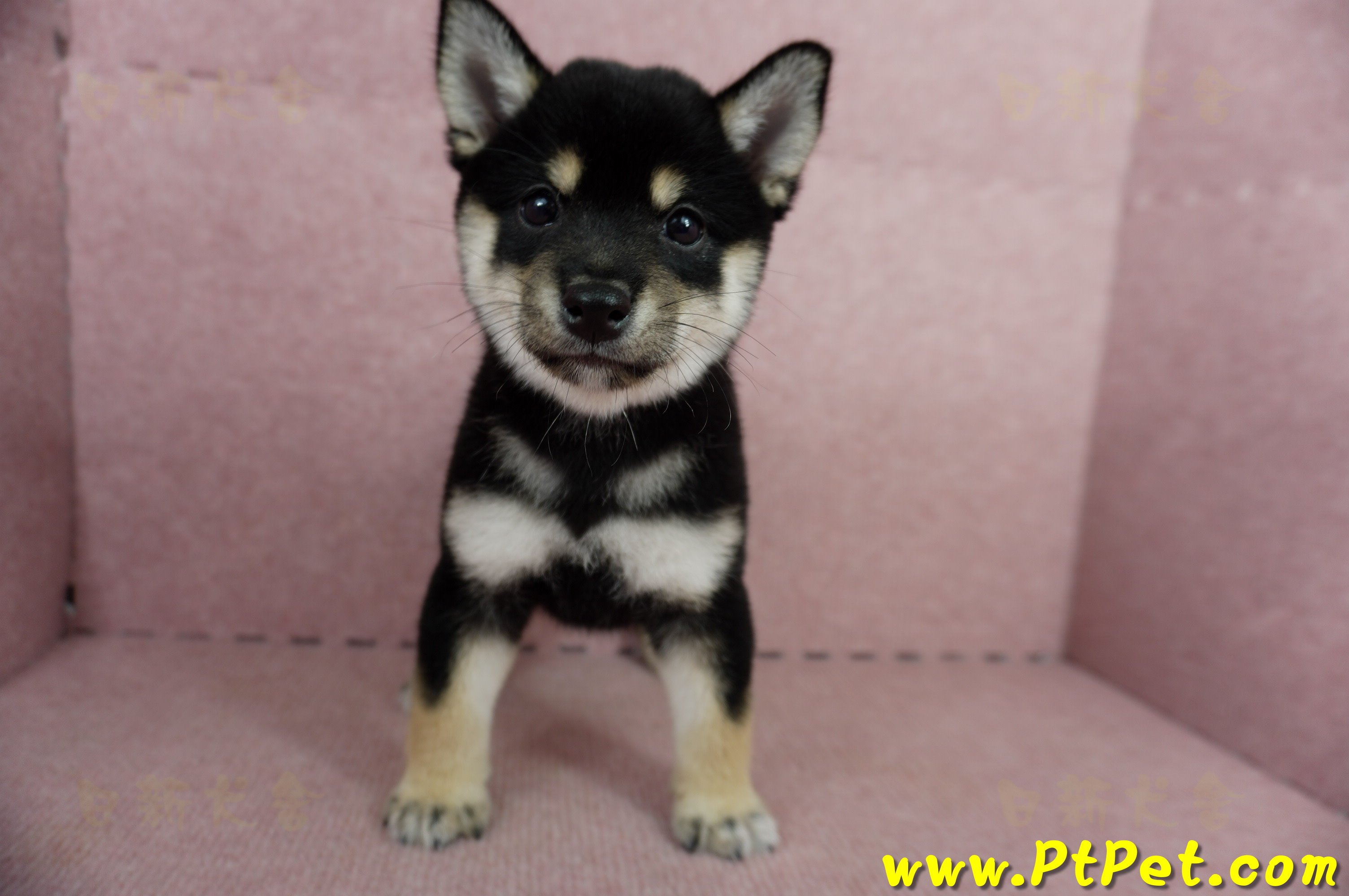 05/14黑色柴犬母幼犬2號(屏東瑪家)