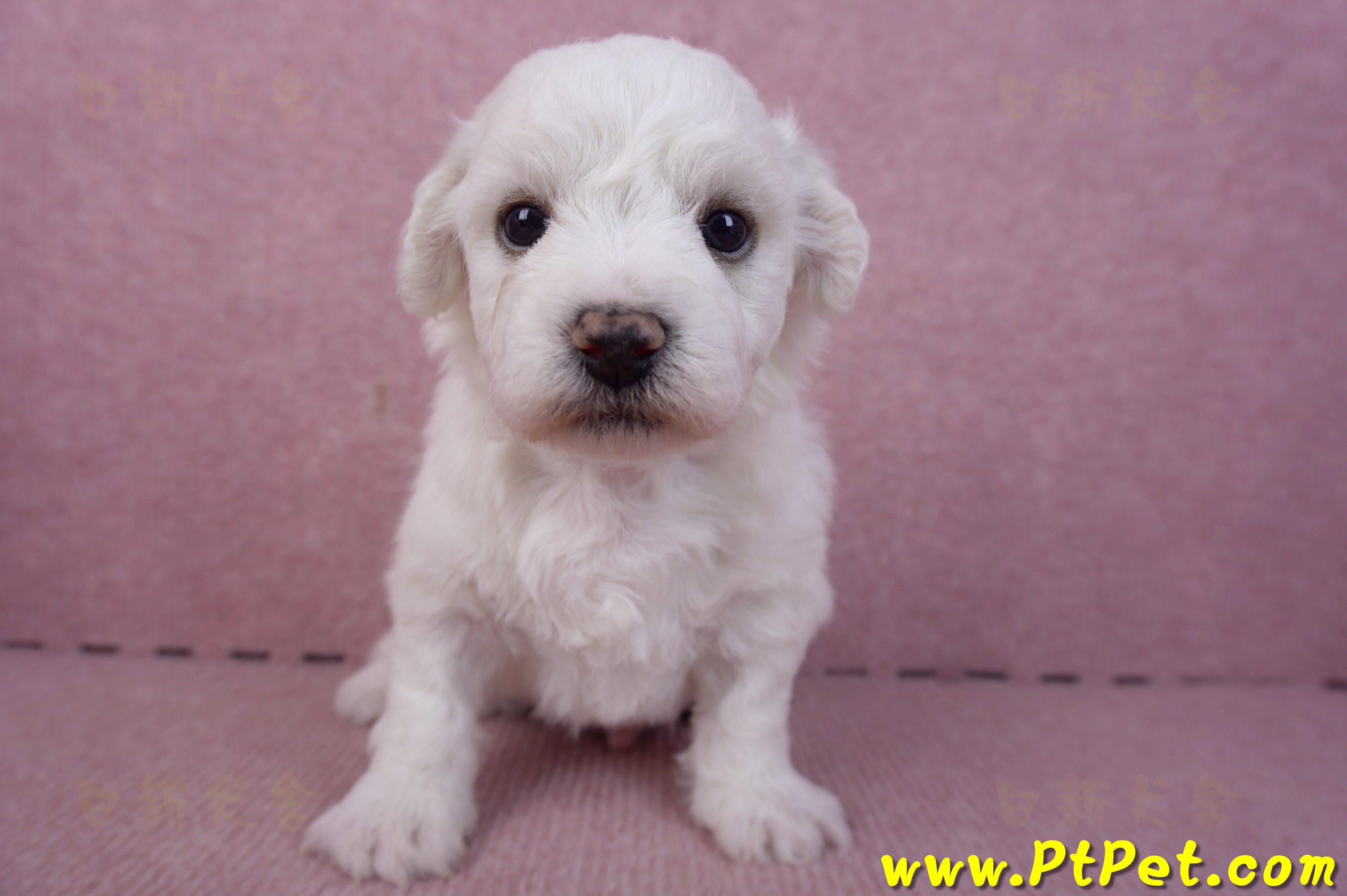 02/14比熊犬公幼犬1號(彰化大村)