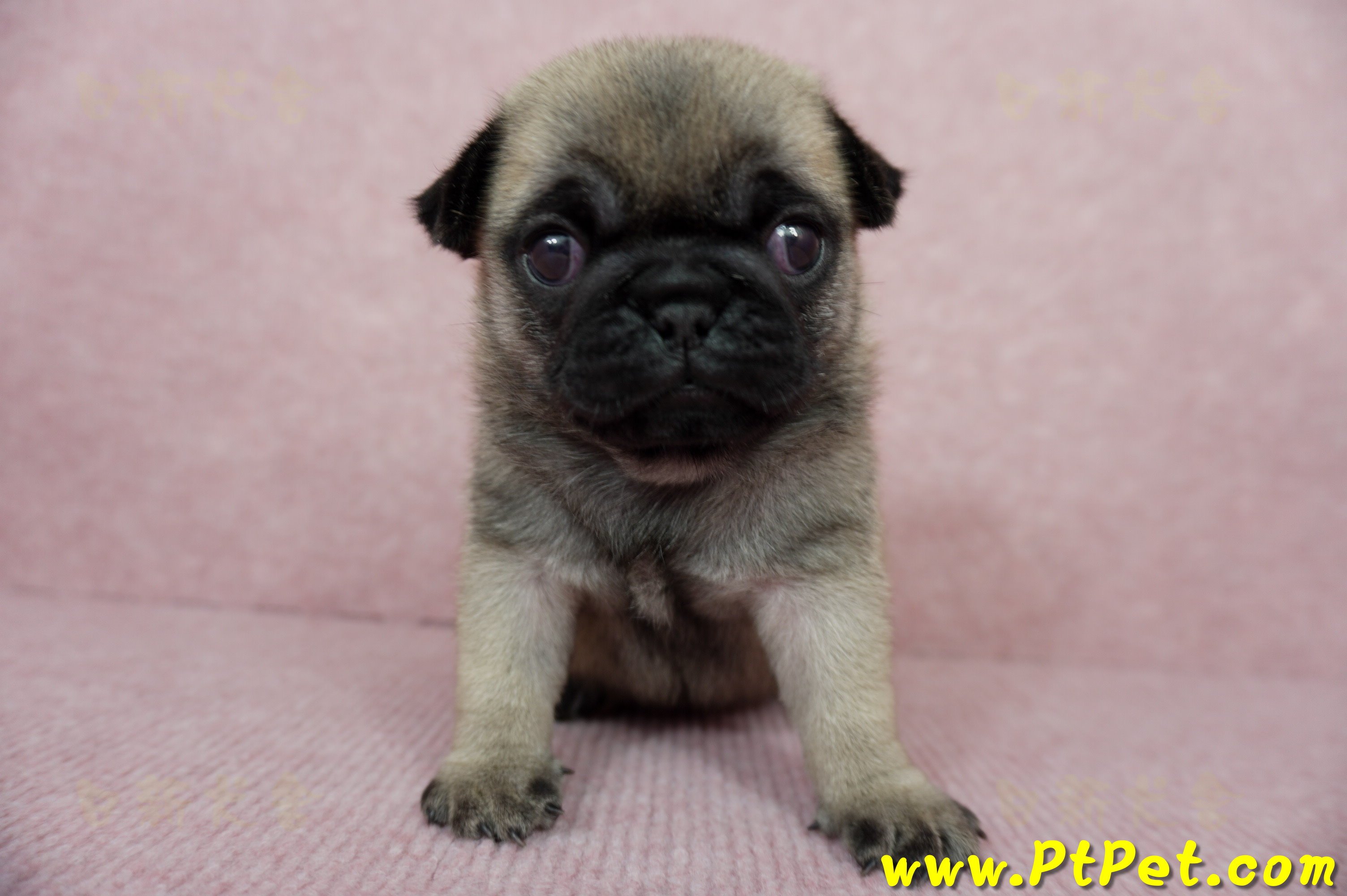 04/02巴哥母幼犬3號(新北林口)