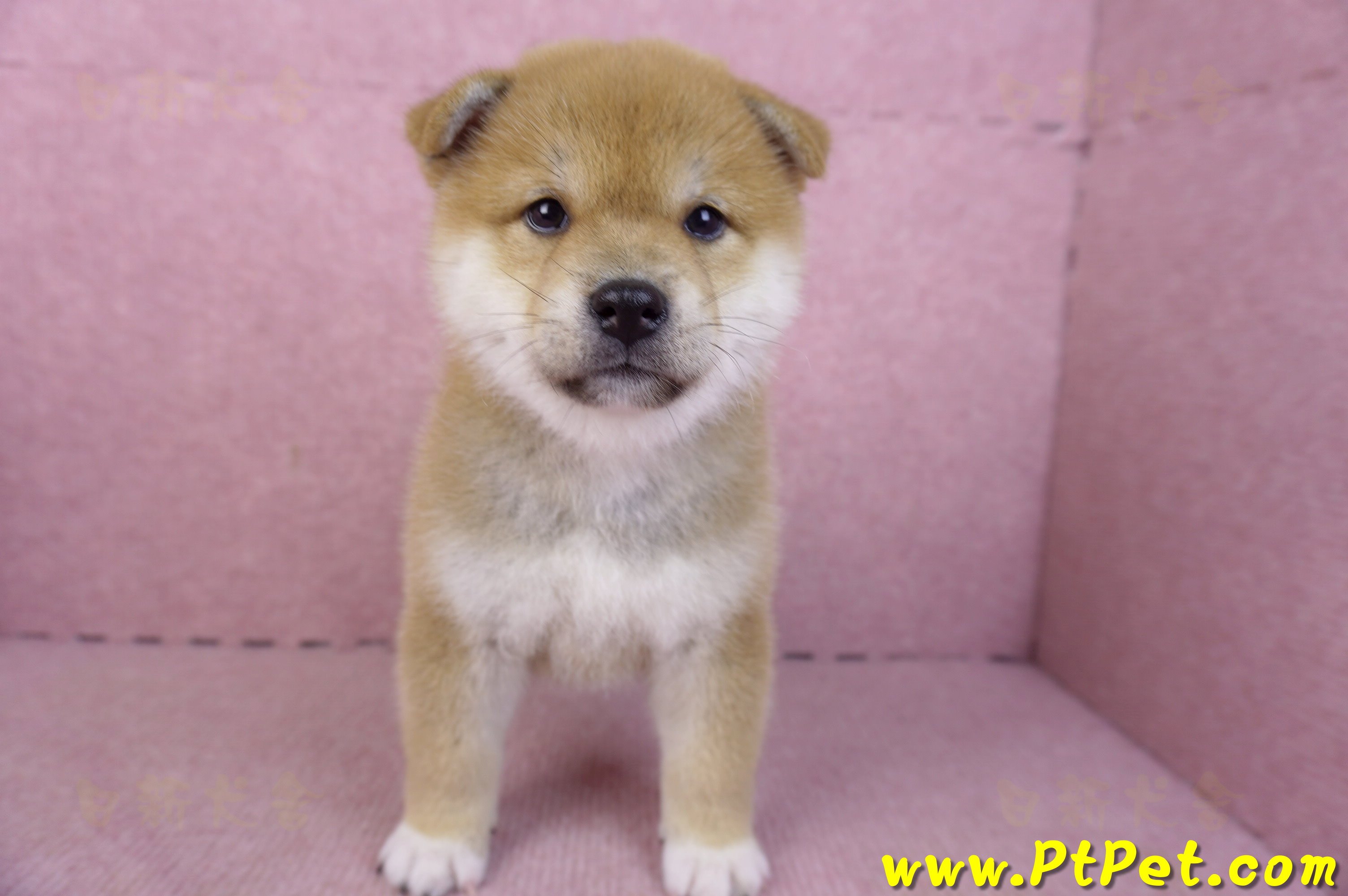 02/06赤色柴犬母幼犬2號