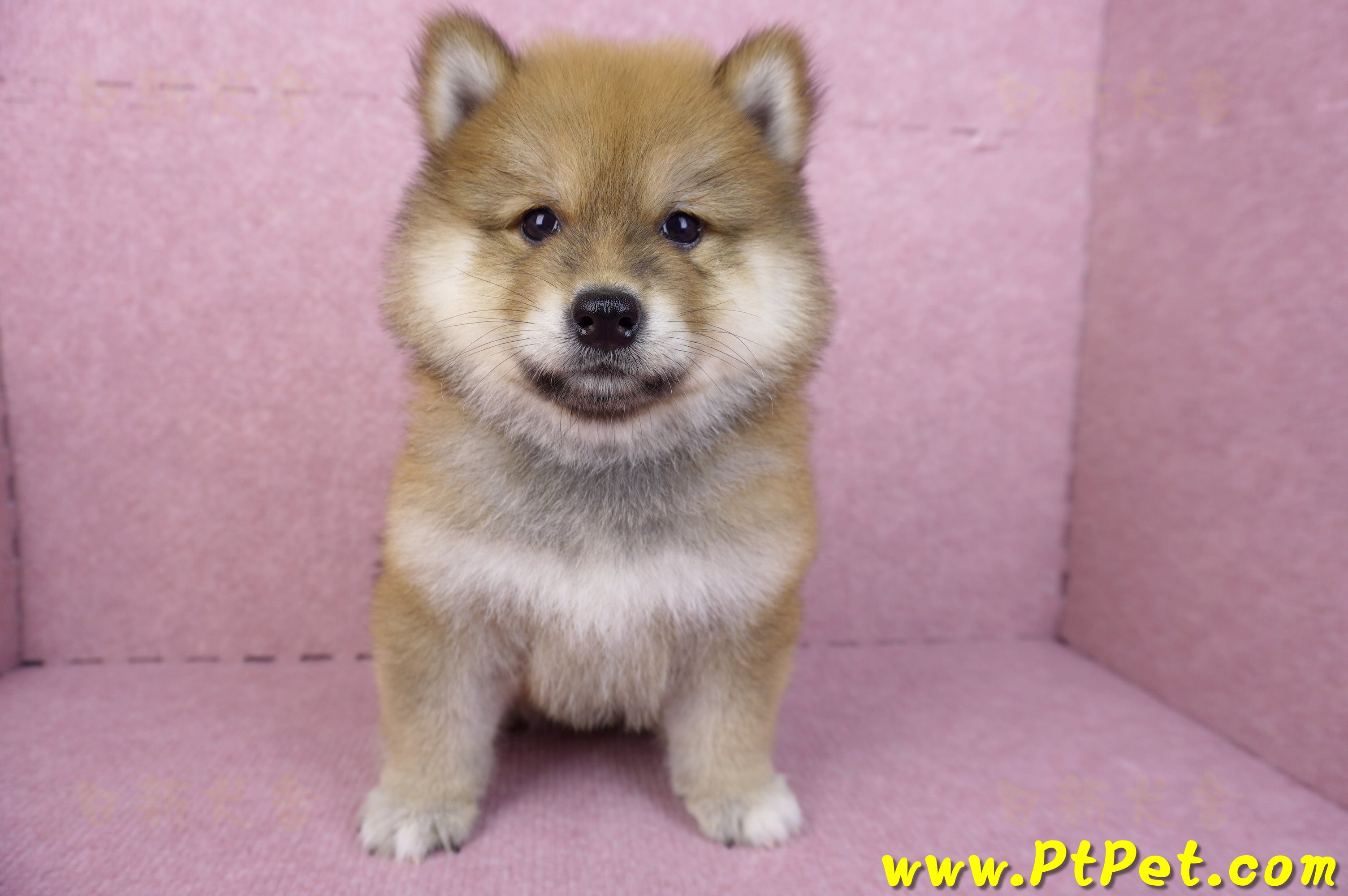 03/09赤色長毛柴犬公幼犬