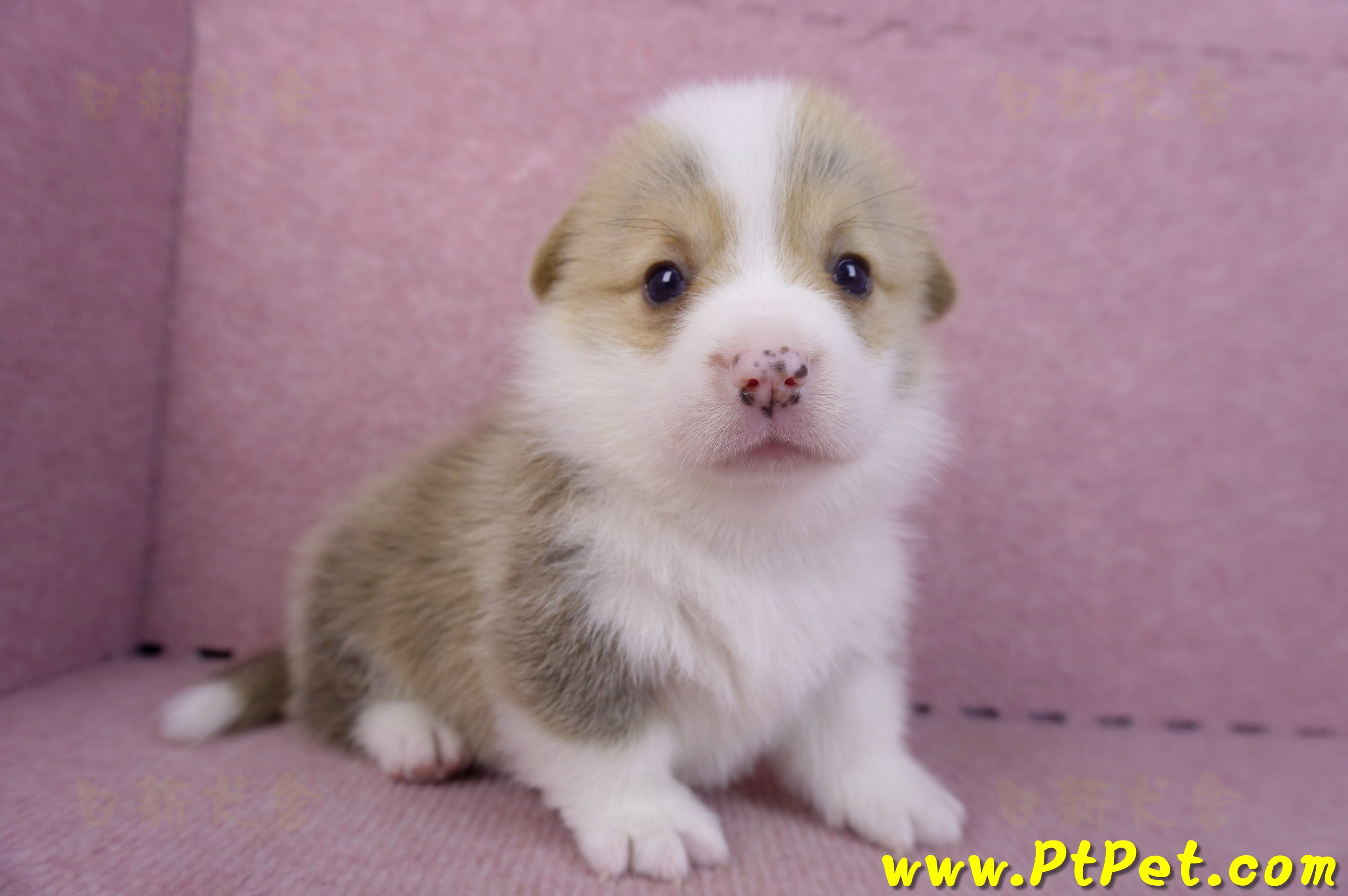 11/05雙色柯基犬公幼犬2號(桃園平鎮)