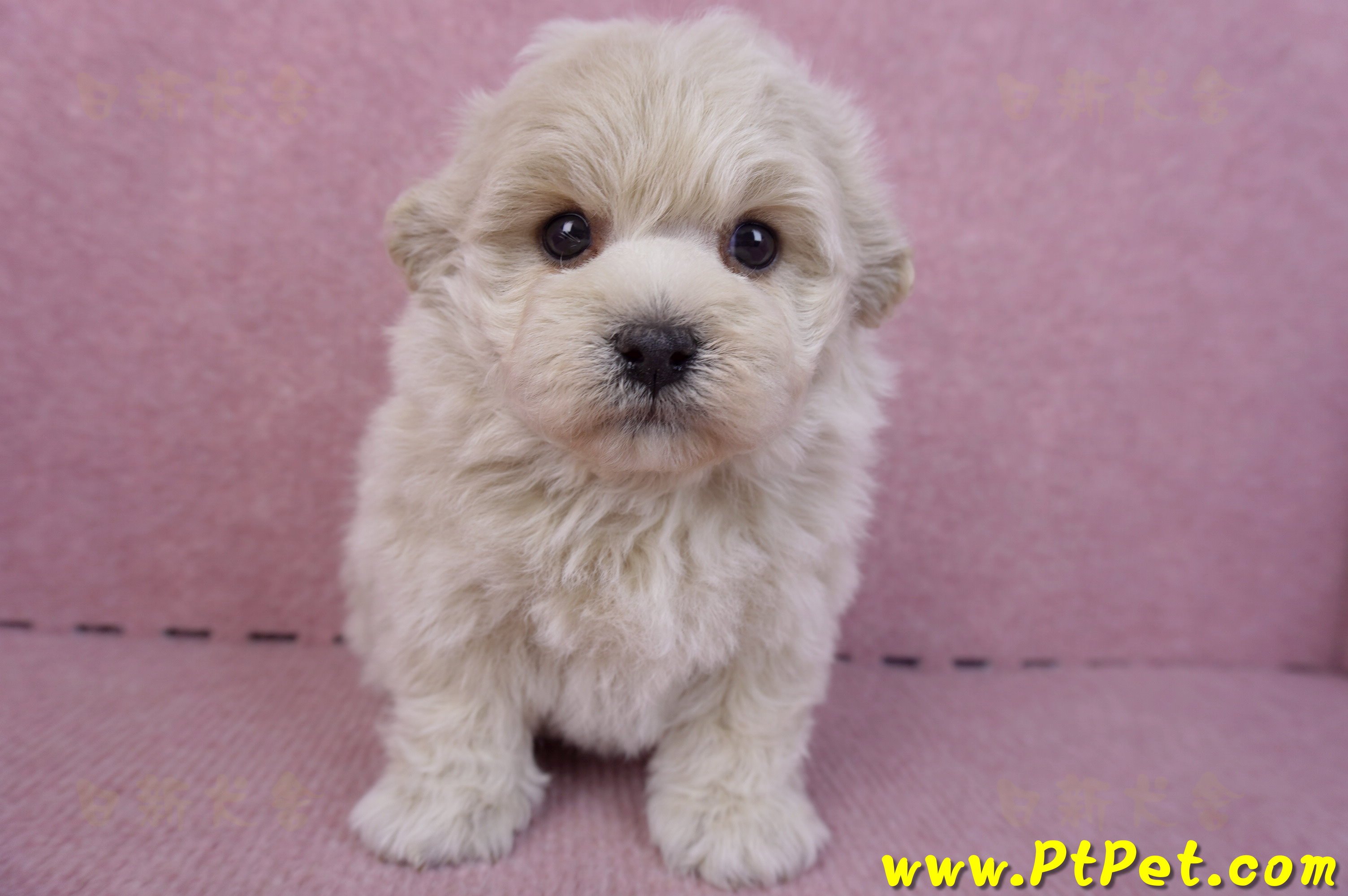 12/10馬爾泰迪公幼犬1號