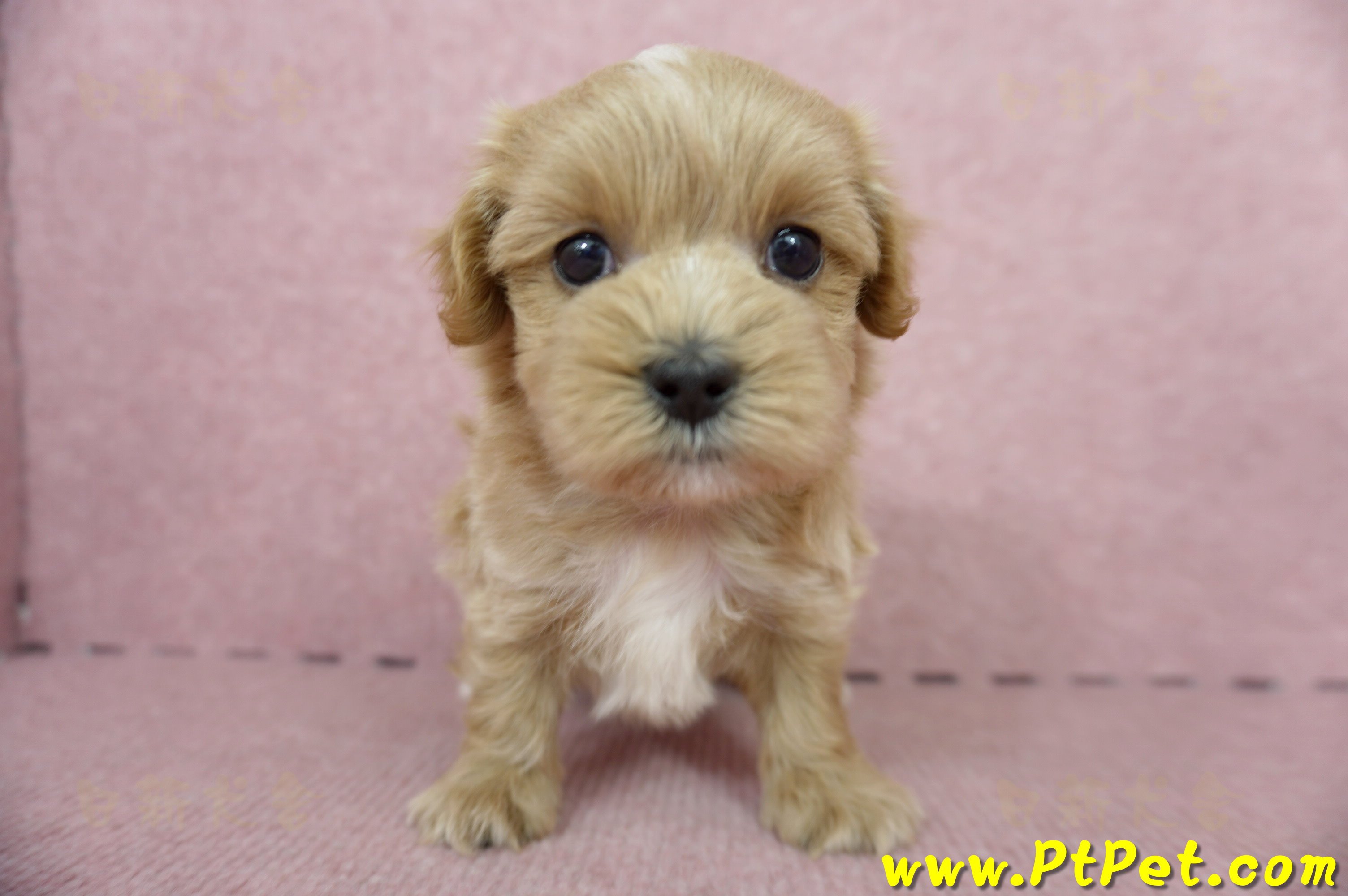 05/05奶油色馬爾泰迪公幼犬5號(屏東麟洛)