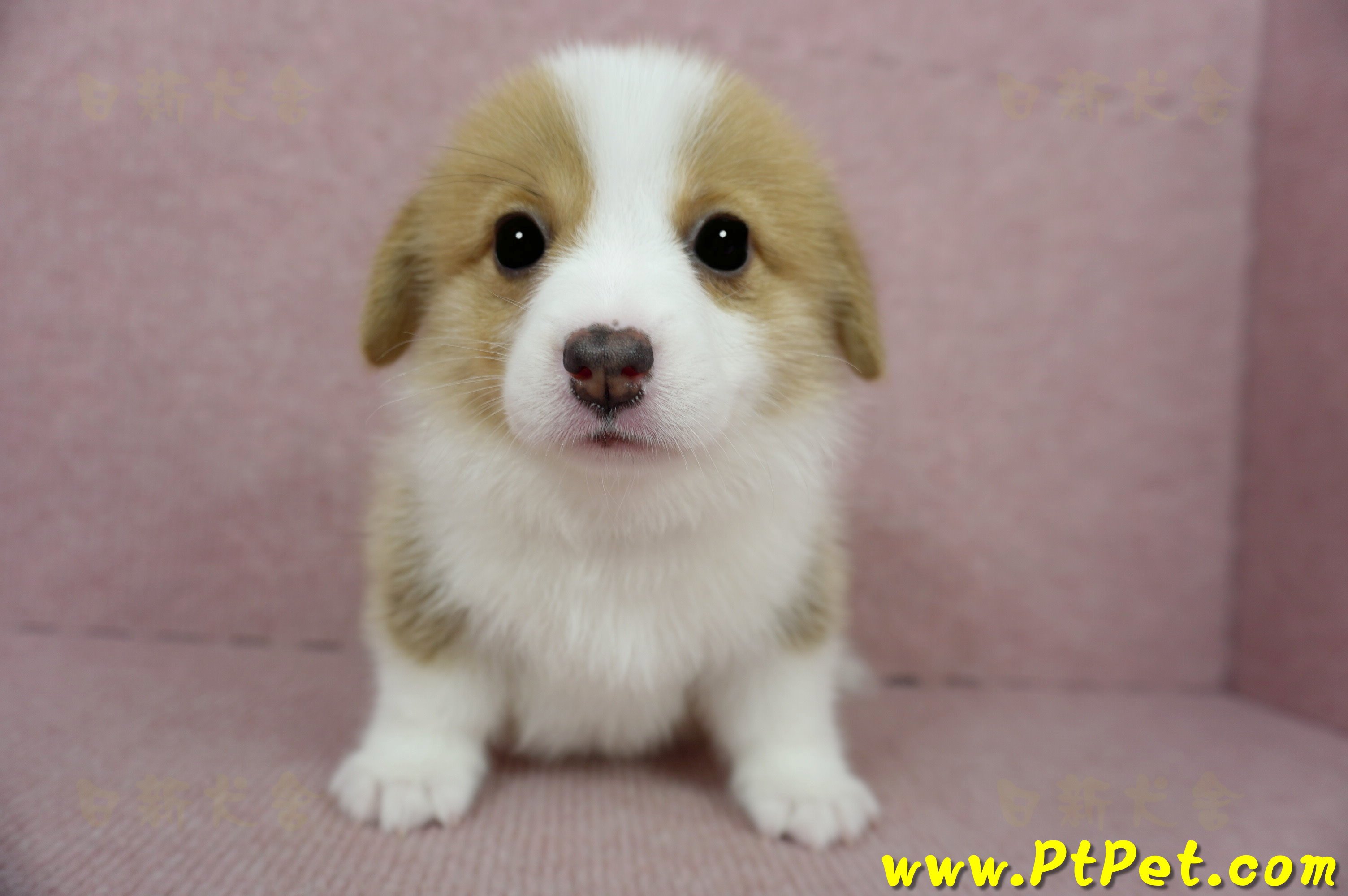 02/09雙色柯基犬母幼犬1號(台南安定)