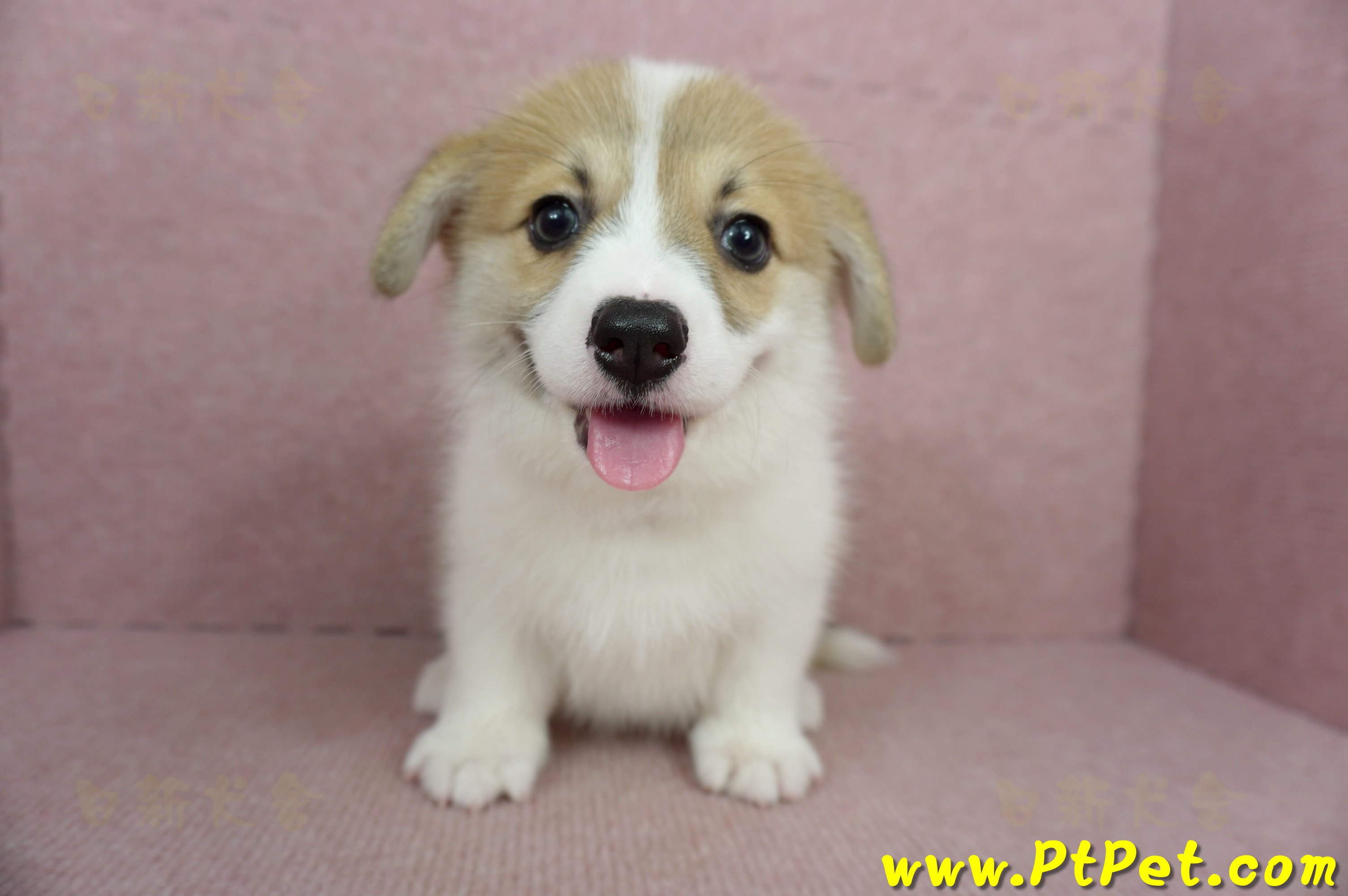 02/09雙色柯基犬母幼犬(屏東九如)