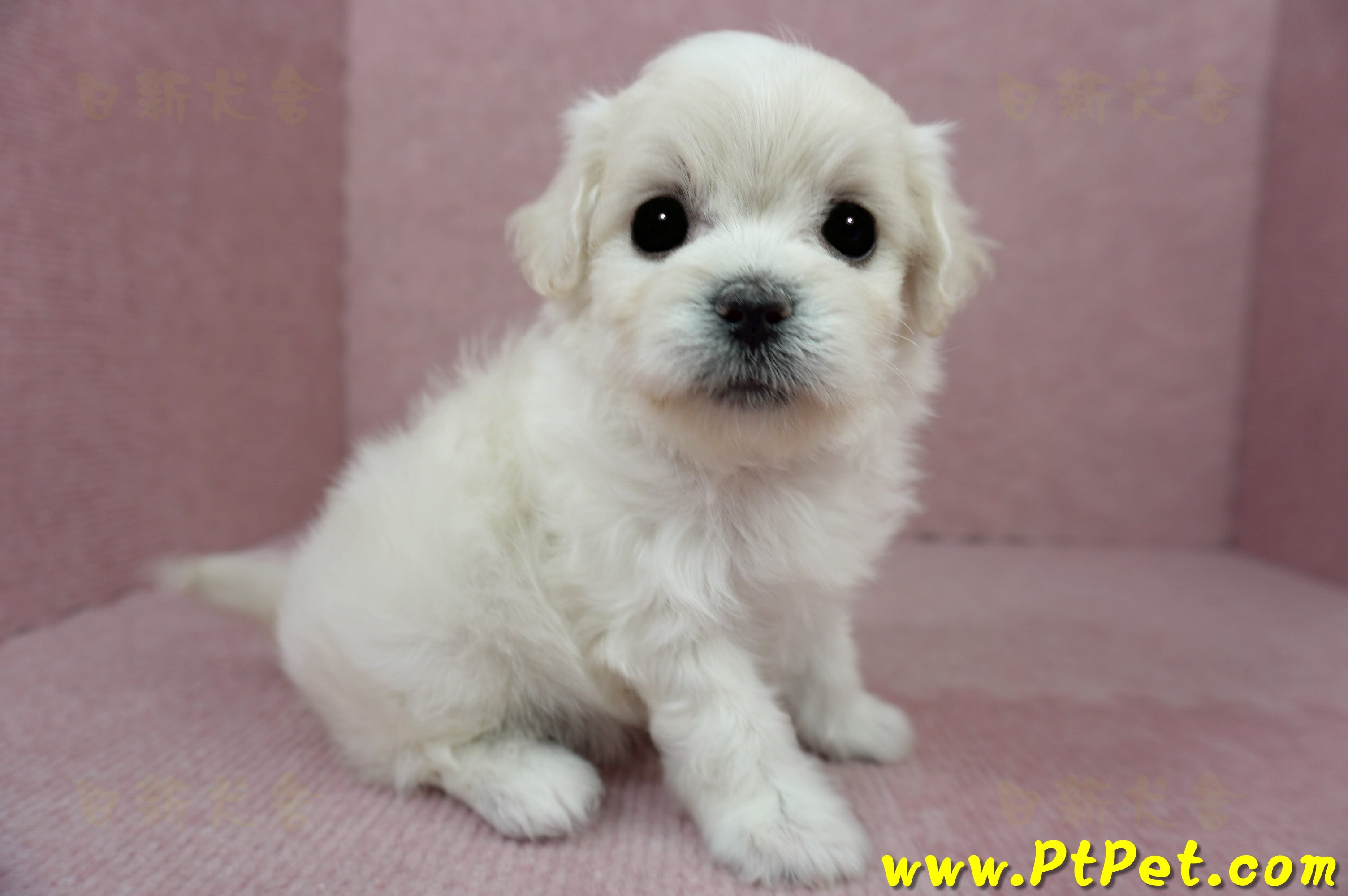 01/10奶白色馬爾泰迪母幼犬2號(屏東佳冬)