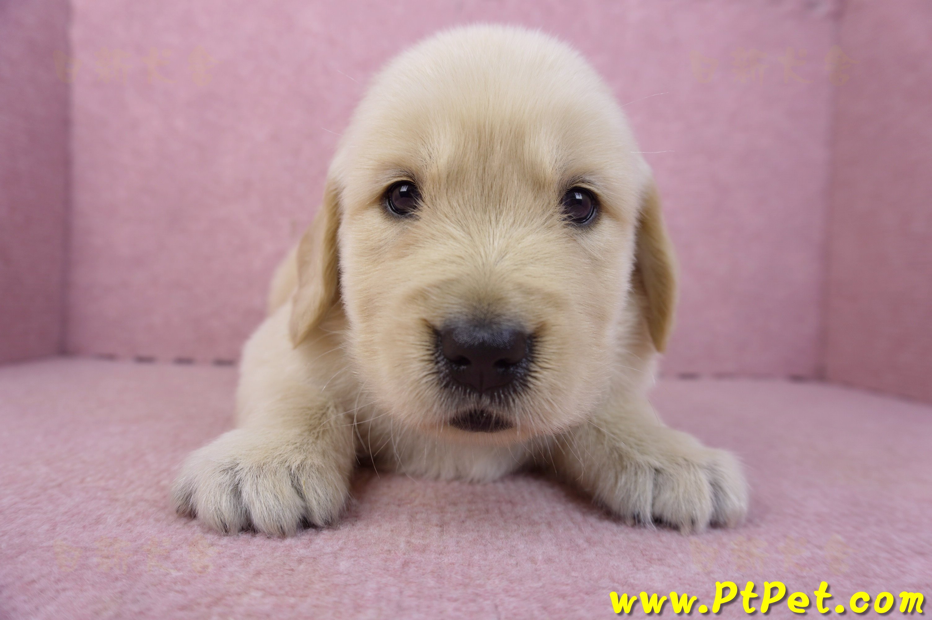 03/12黃金獵犬公幼犬2號(屏東長治)