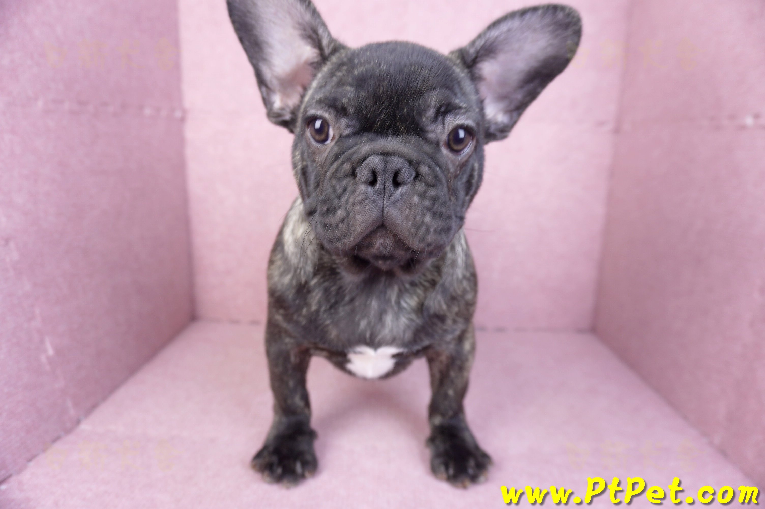 09/18虎斑色法國鬥牛母幼犬