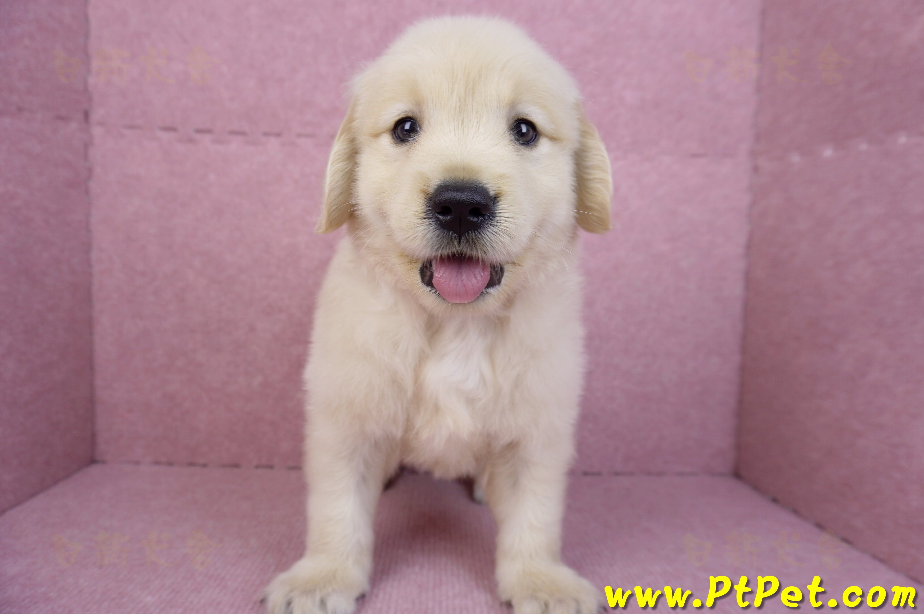 07/18黃金獵犬公幼犬3號(桃園中壢)