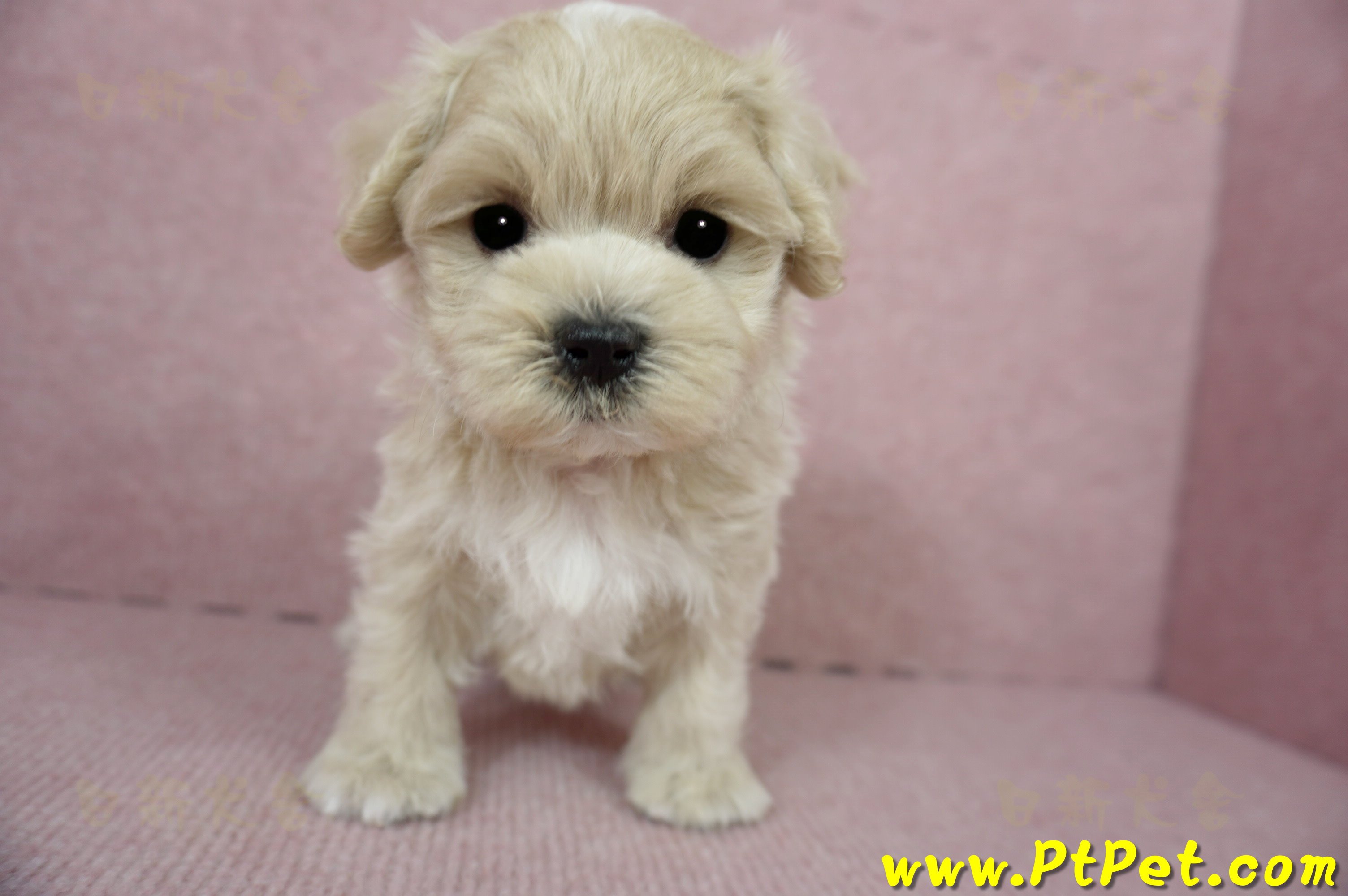 01/15奶油色馬爾泰迪 I 公幼犬(高雄大寮)