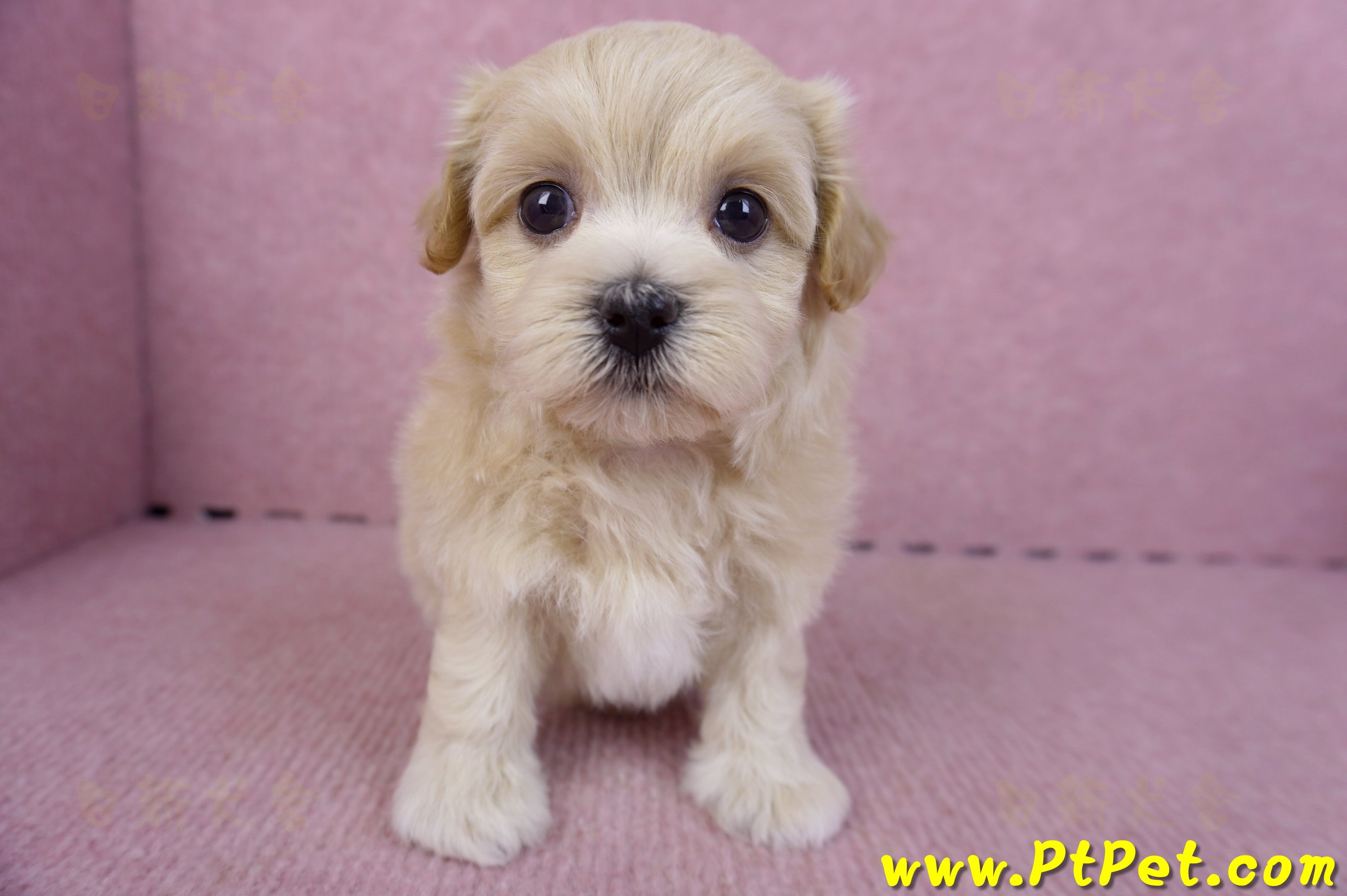 11/06馬爾泰迪母幼犬(屏東竹田)