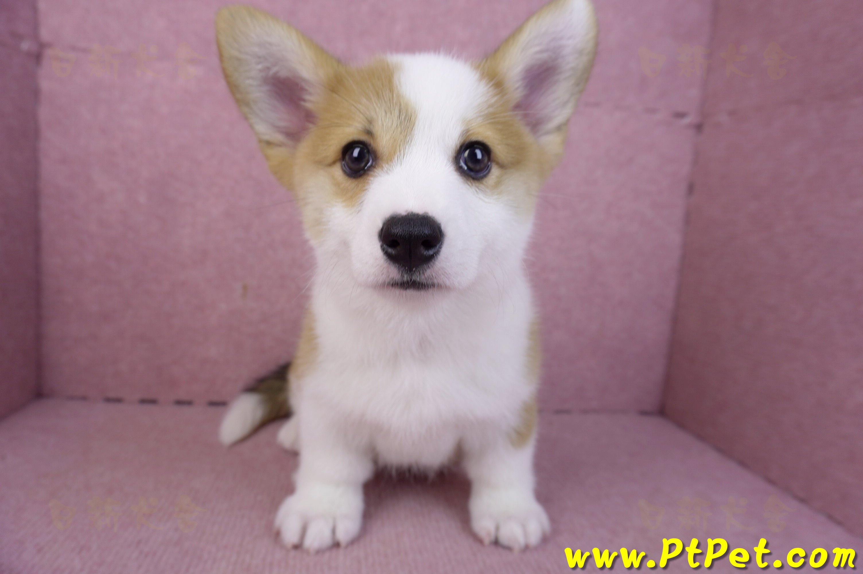 11/30雙色柯基犬公幼犬(高雄旗山)