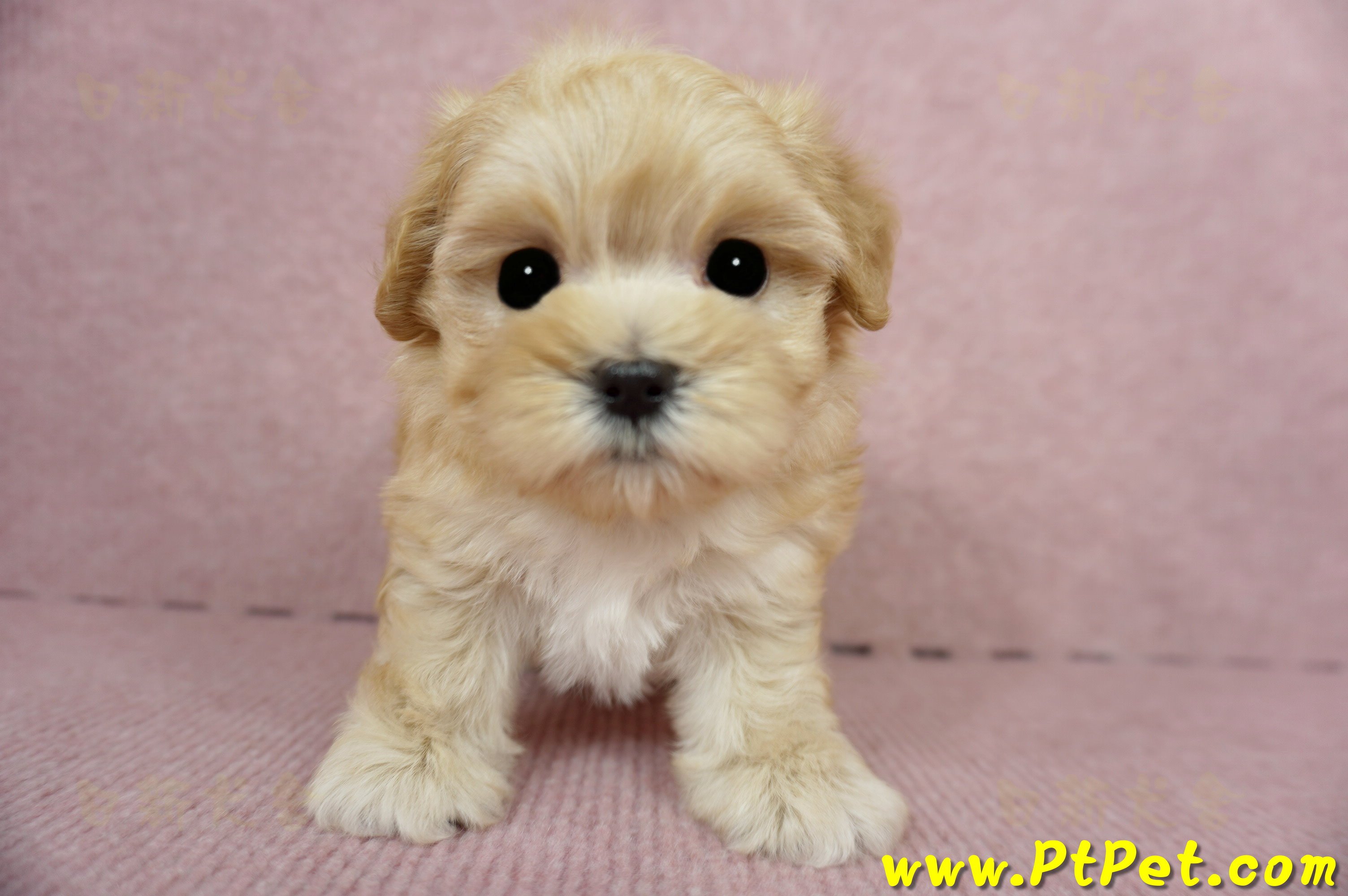 03/21奶油色馬爾泰迪母幼犬3號(高雄鼓山)