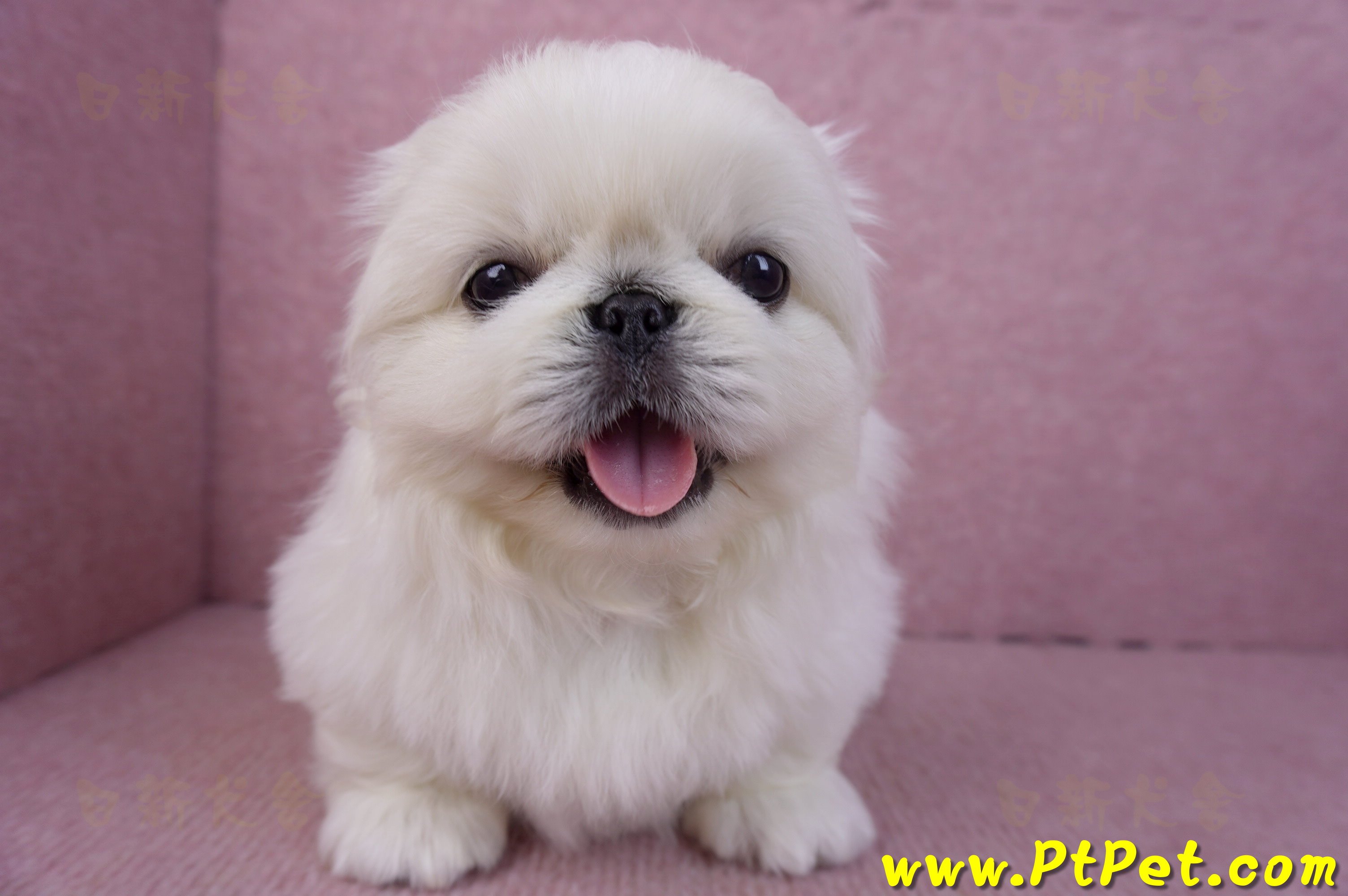 12/17北京狗公幼犬2號