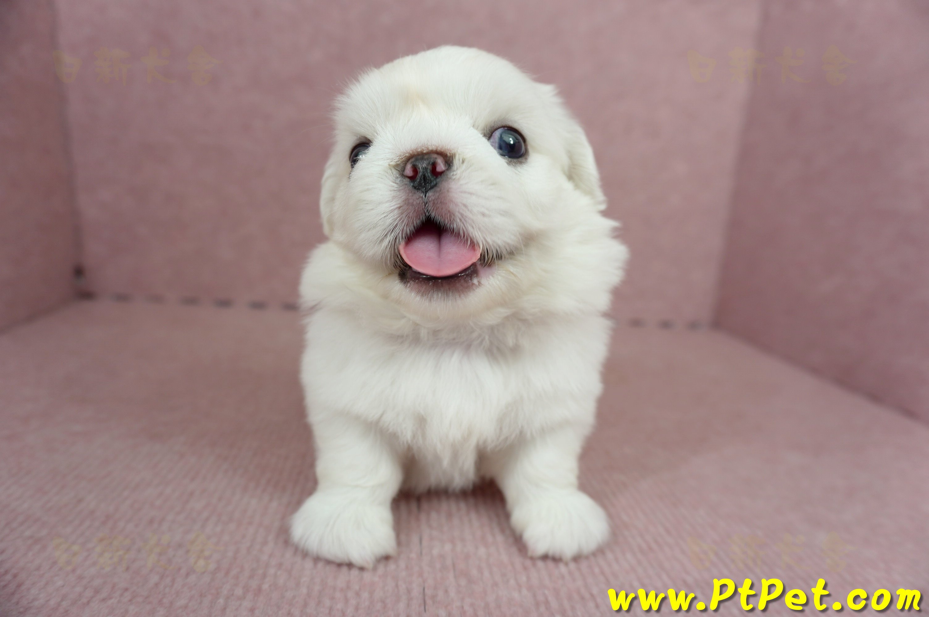 05/27北京狗公幼犬(新北林口)