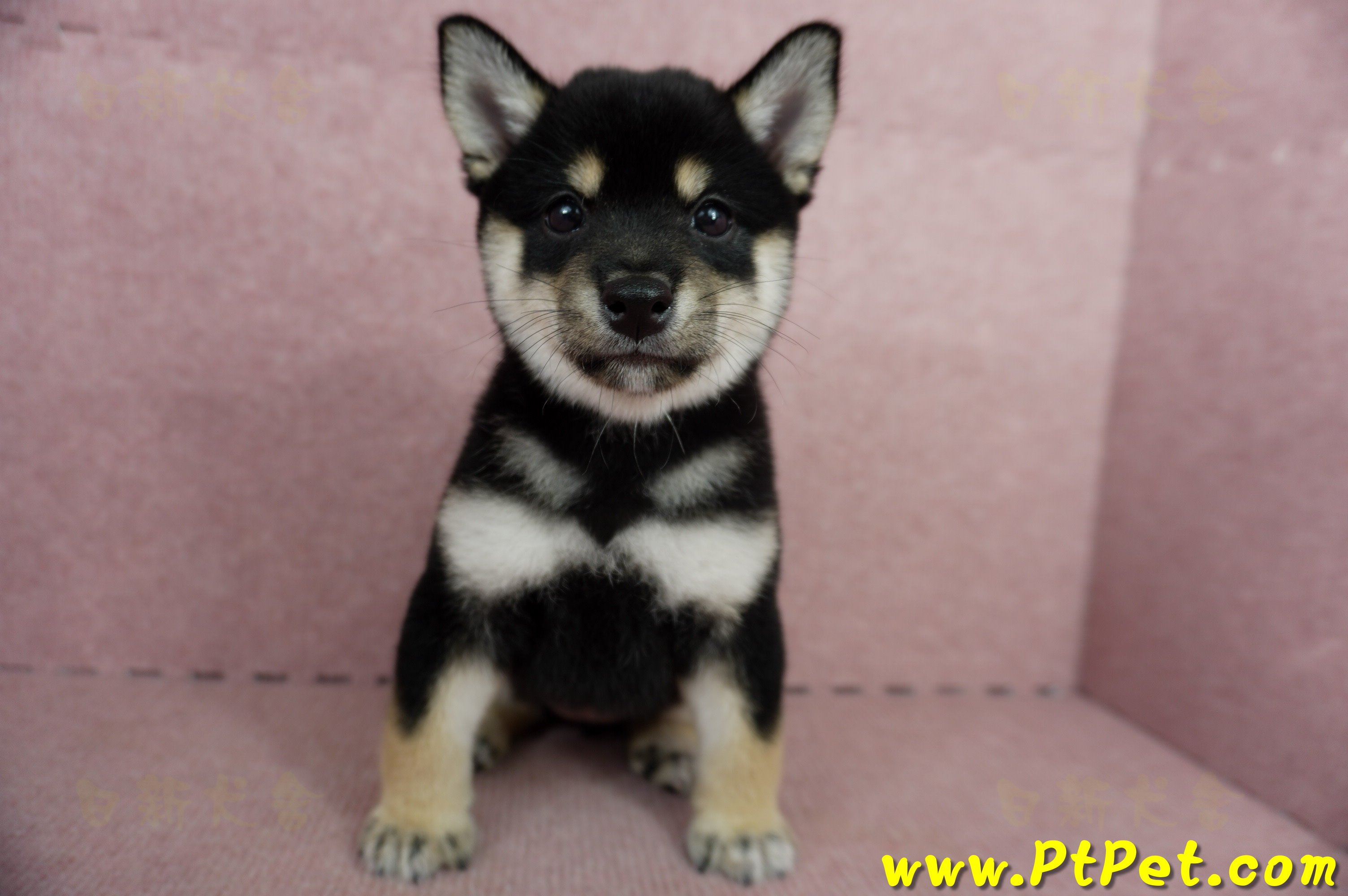 05/14黑色柴犬母幼犬2號(屏東瑪家)