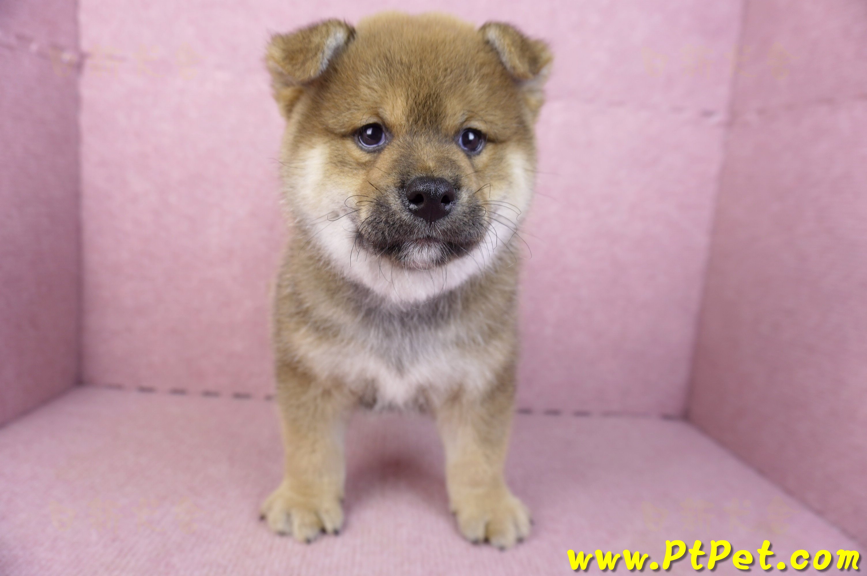 02/05赤色柴犬公幼犬(高雄仁武)