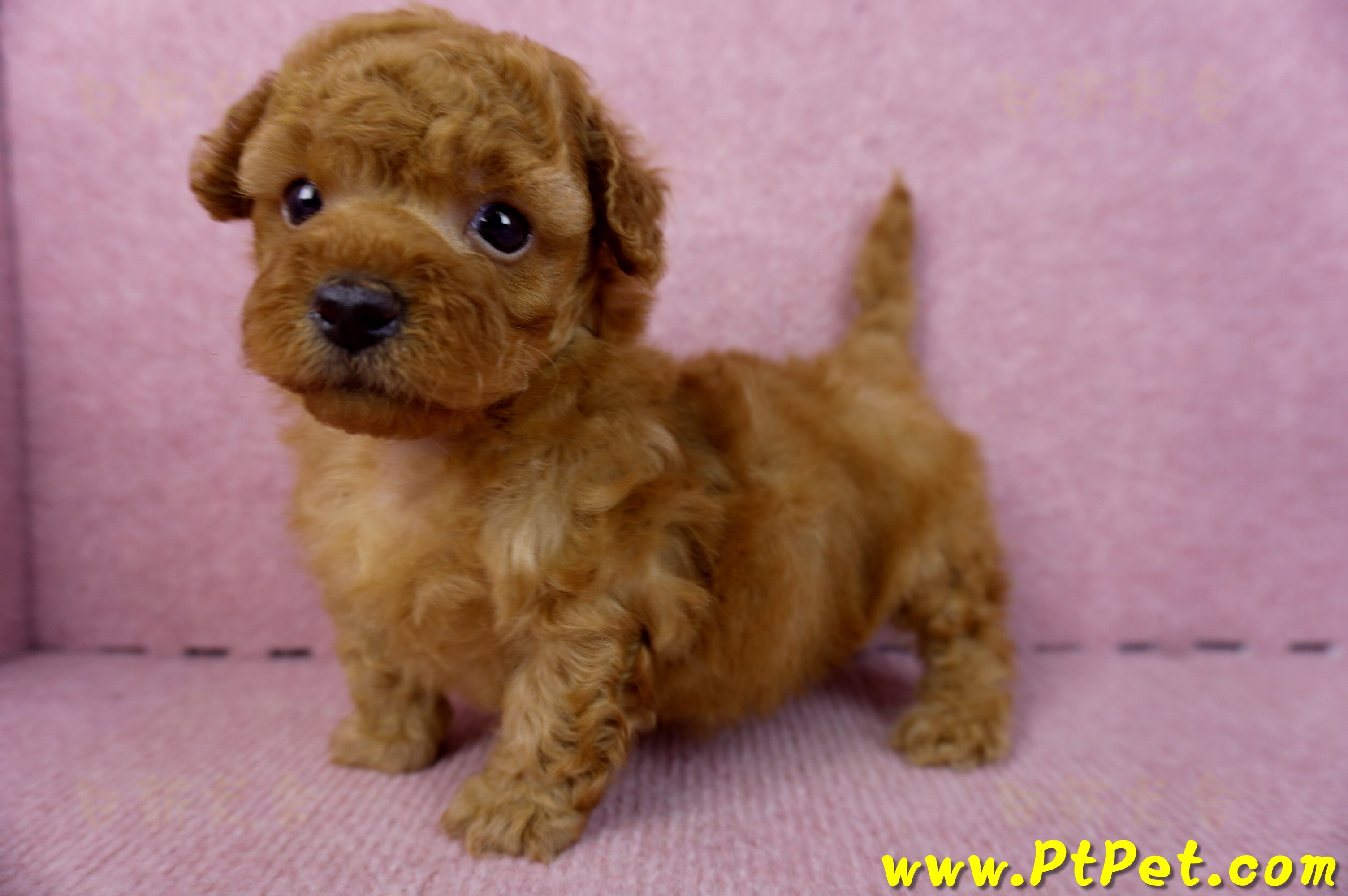 01/26紅貴賓公幼犬