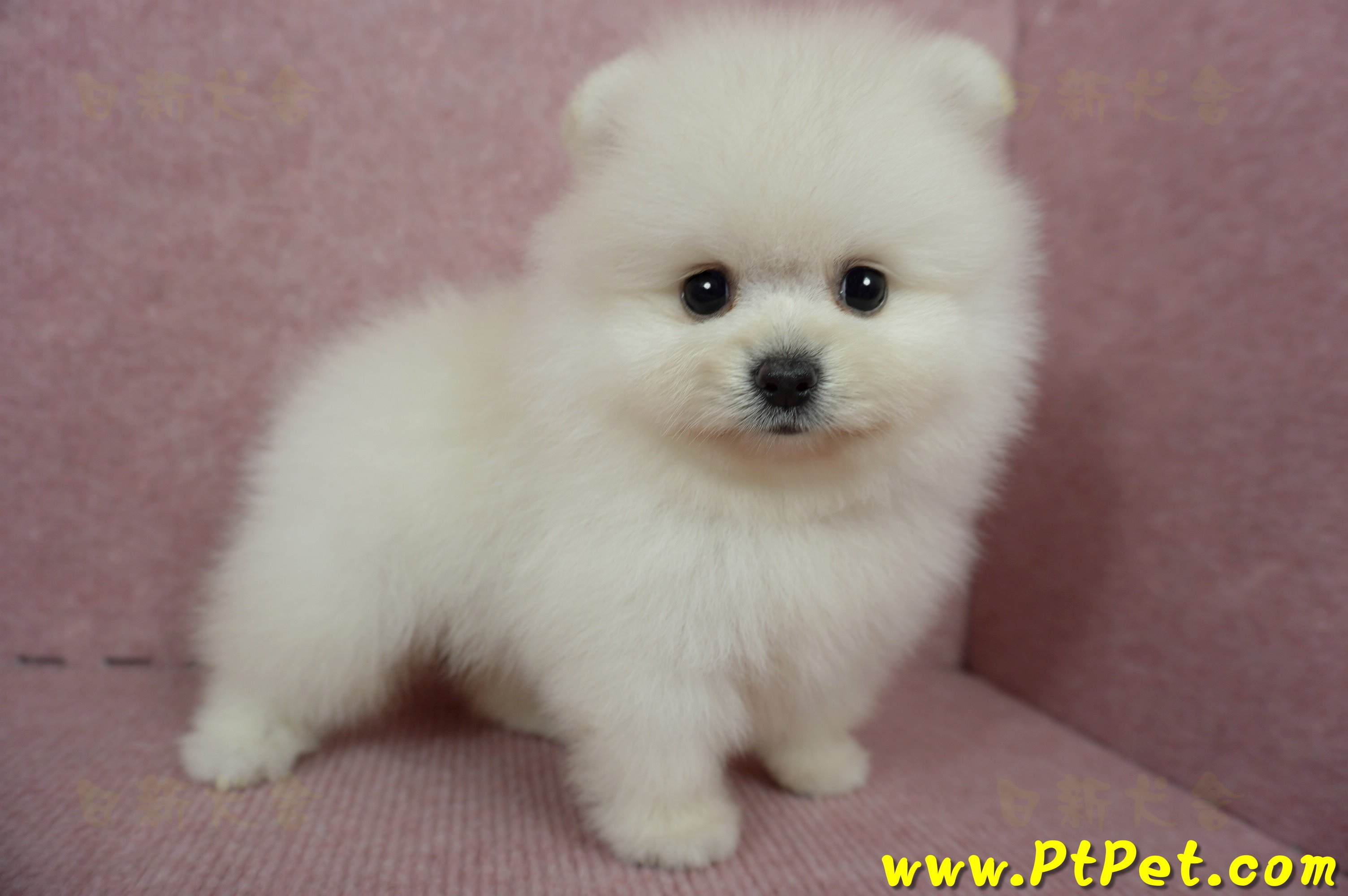 05/22迷你型松鼠白博美公幼犬2號(高雄前鎮)