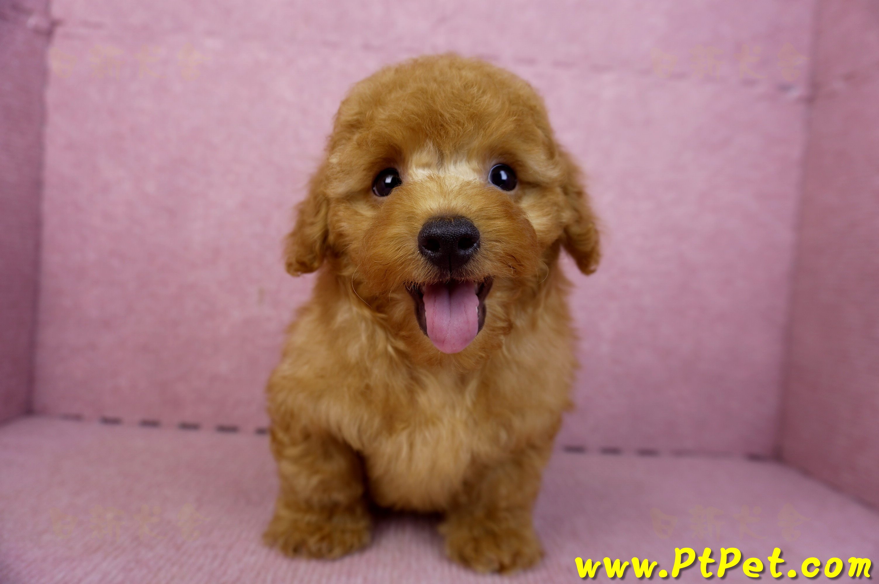 01/26紅貴賓公幼犬