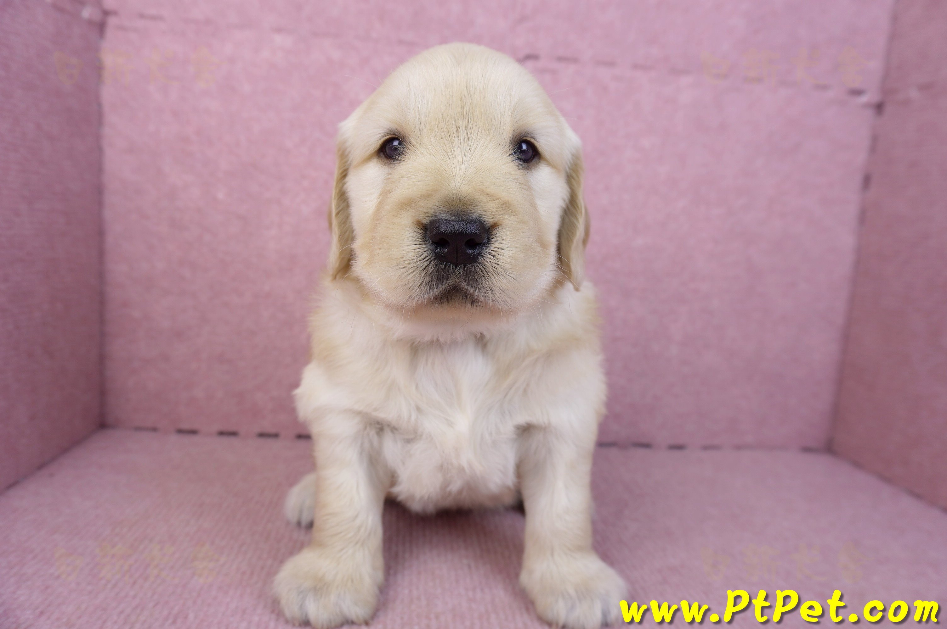 01/10黃金獵犬母幼犬1號(高雄左營)