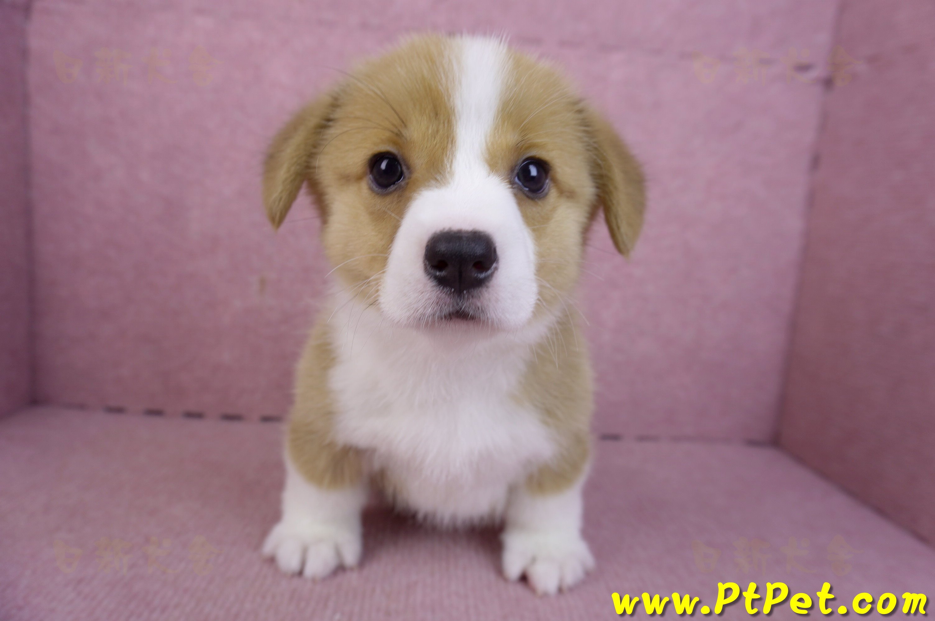 12/15雙色柯基犬母幼犬(桃園大園)