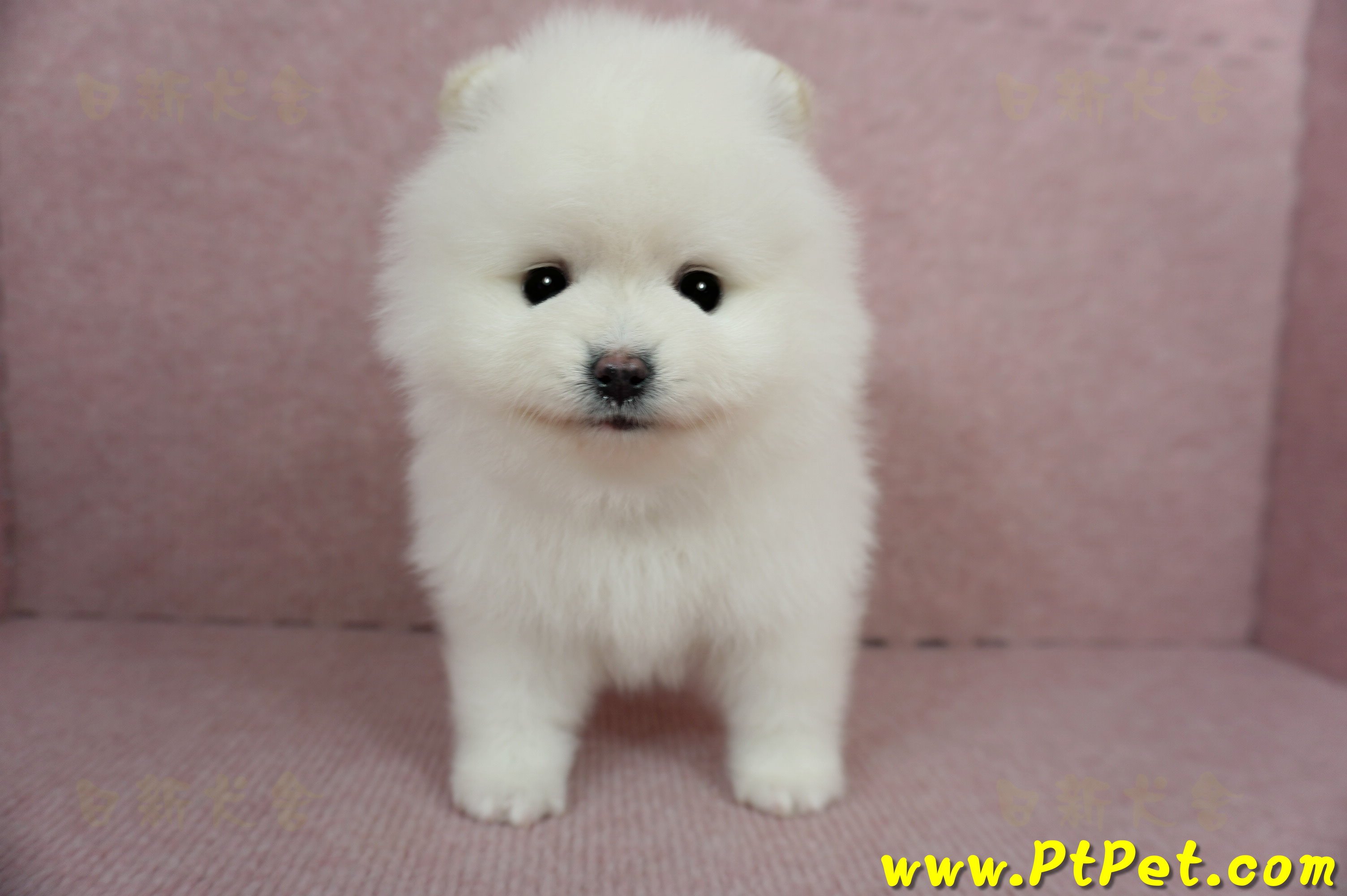 12/27迷你型松鼠白博美母幼犬(高雄三民)