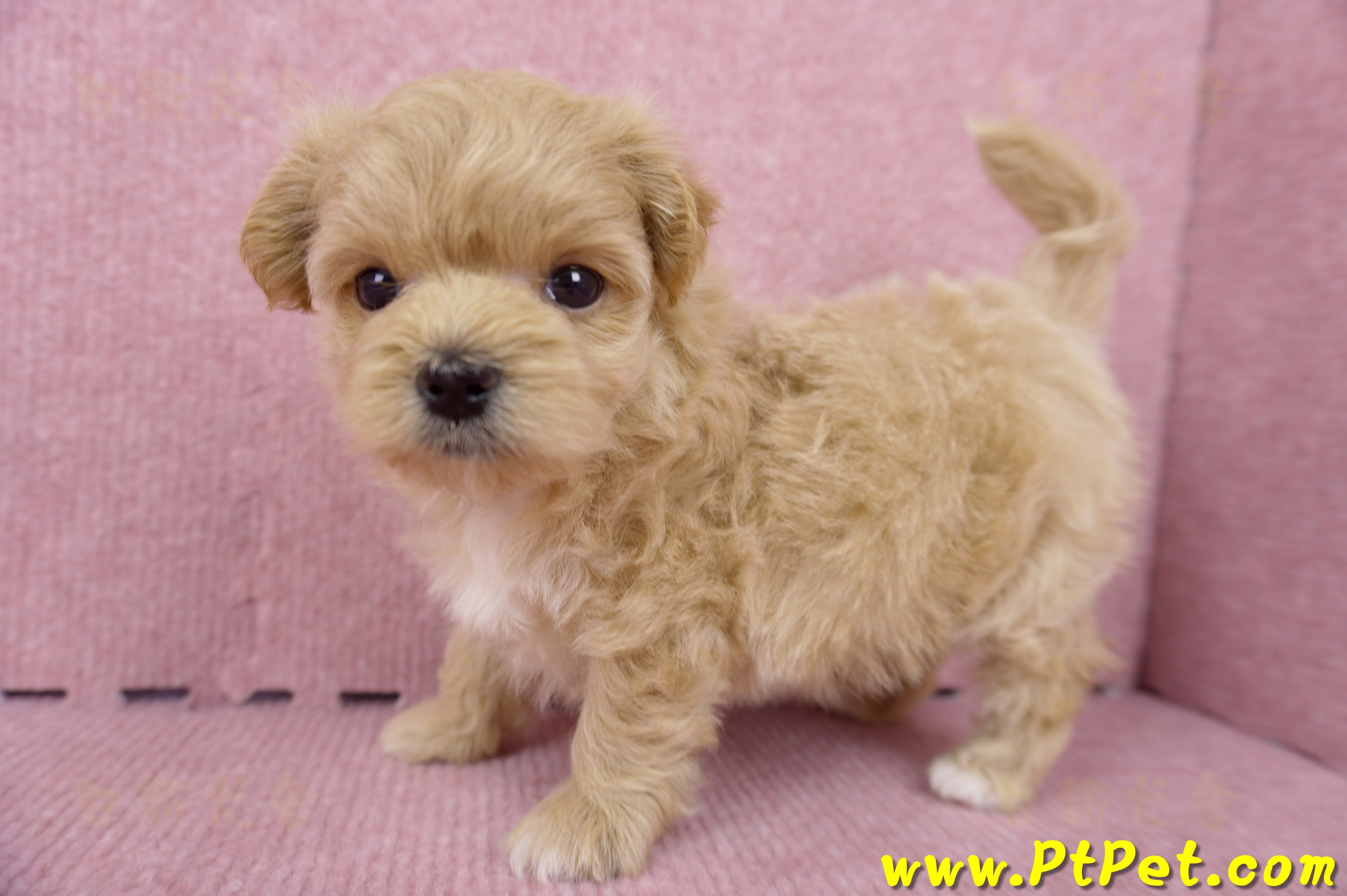 06/15奶油色馬爾泰迪母幼犬(台北內湖)