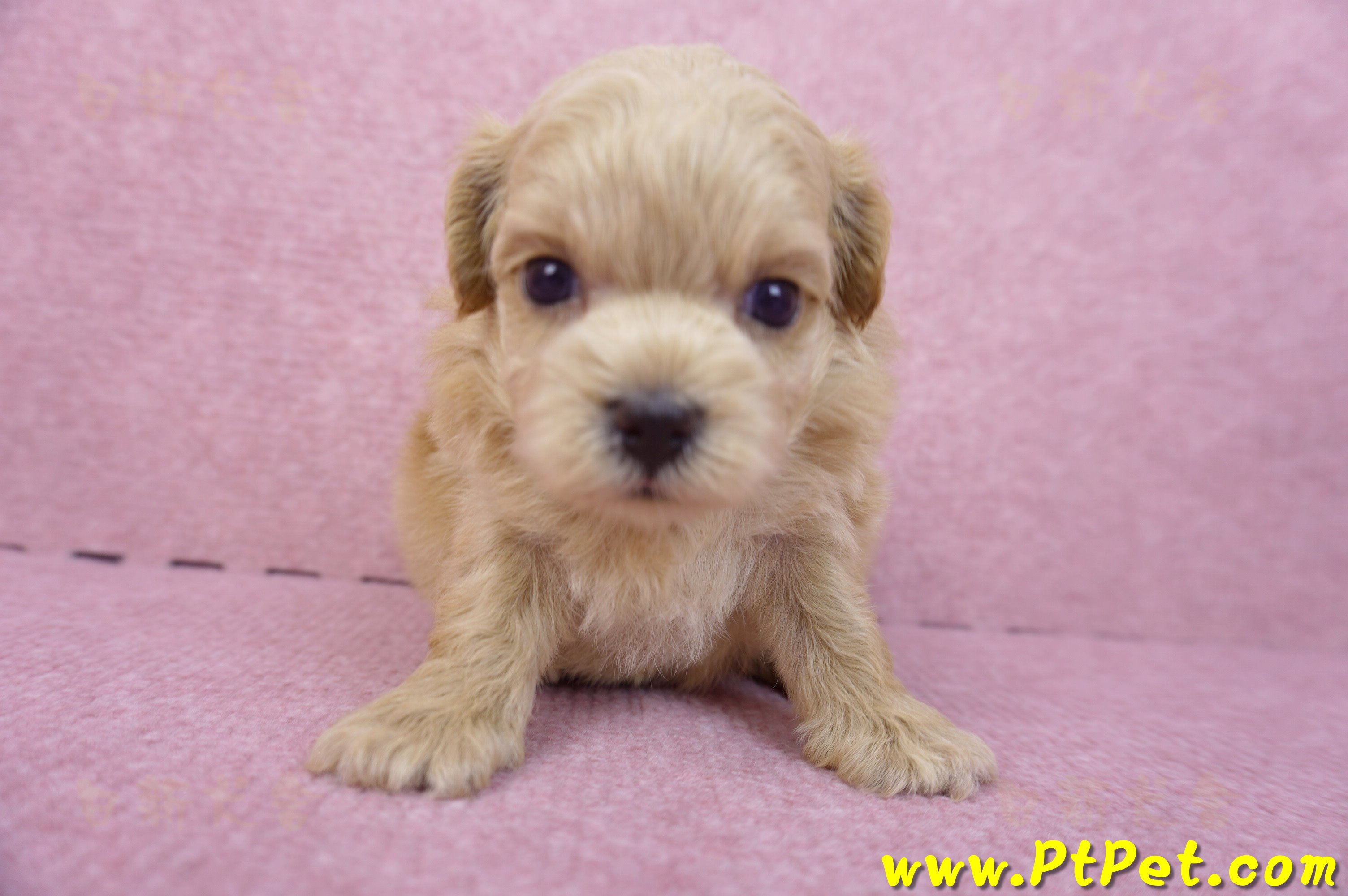 03/22馬爾泰迪公幼犬