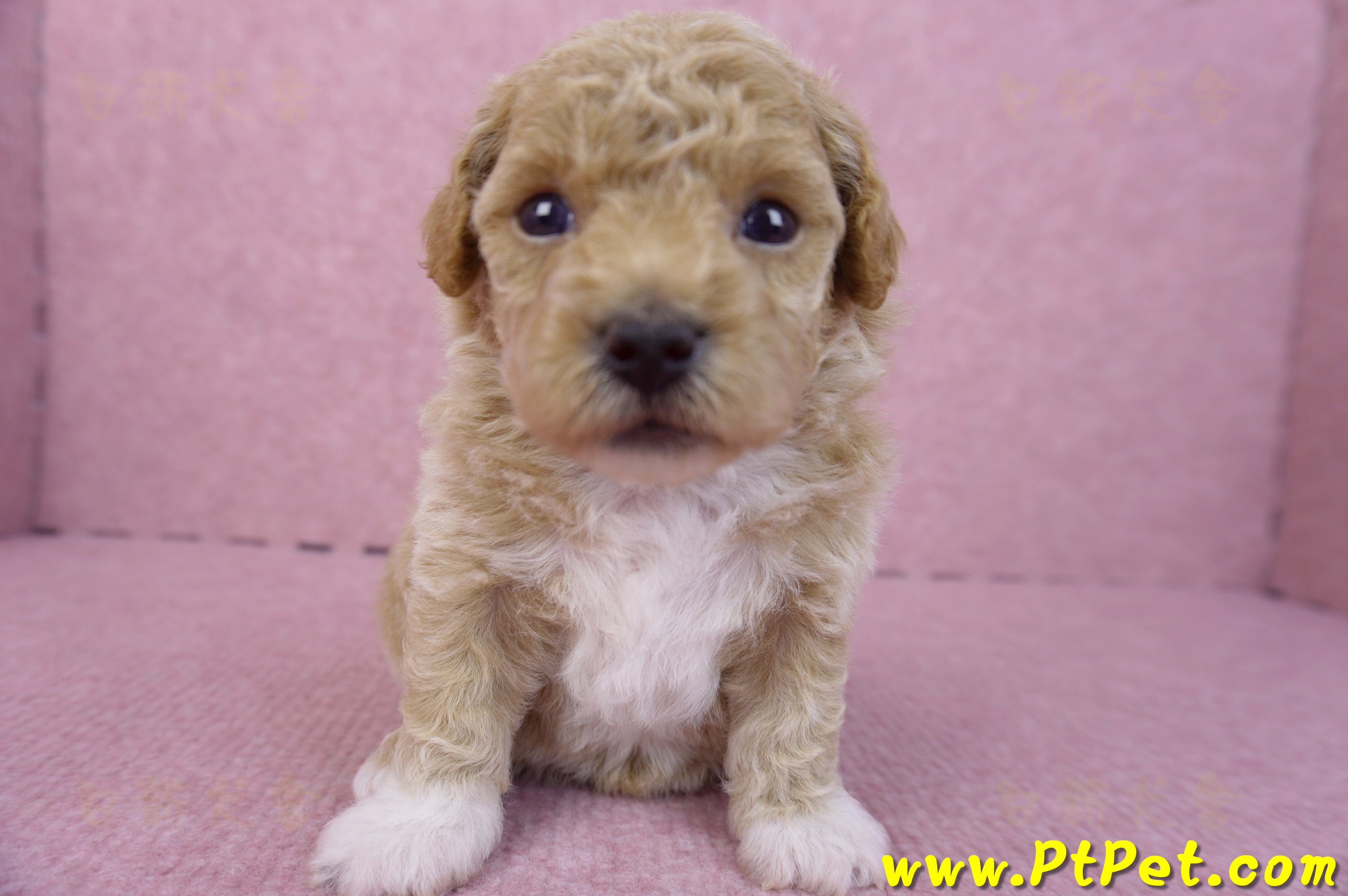 04/01泰迪比熊母幼犬1號